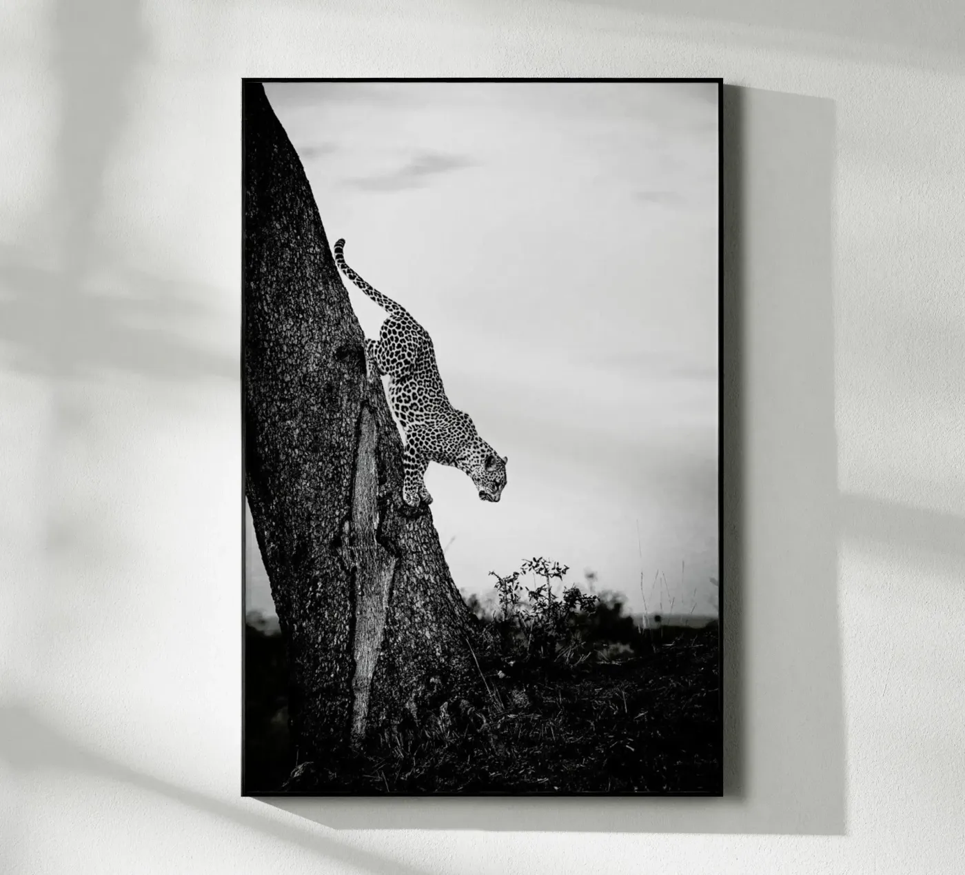 Pouncing Leopard plexiglass da Natural Kingdom