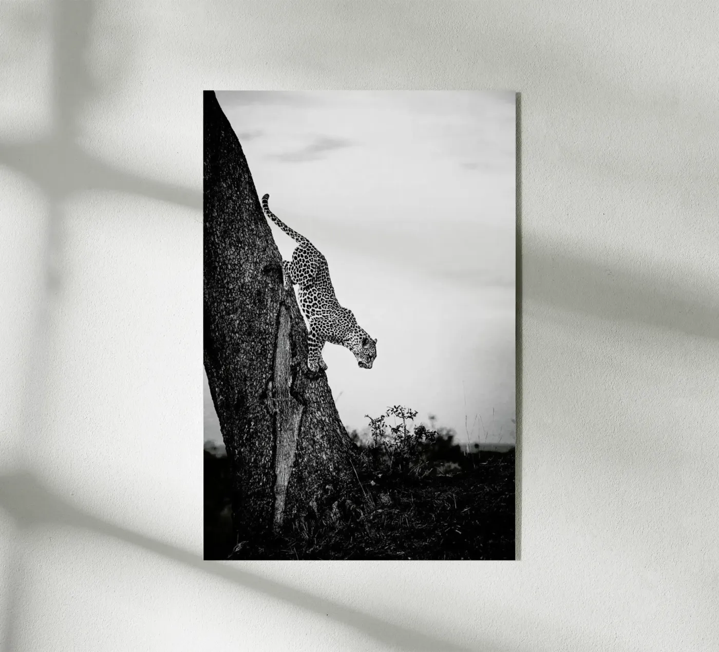 Pouncing Leopard plexiglass da Natural Kingdom