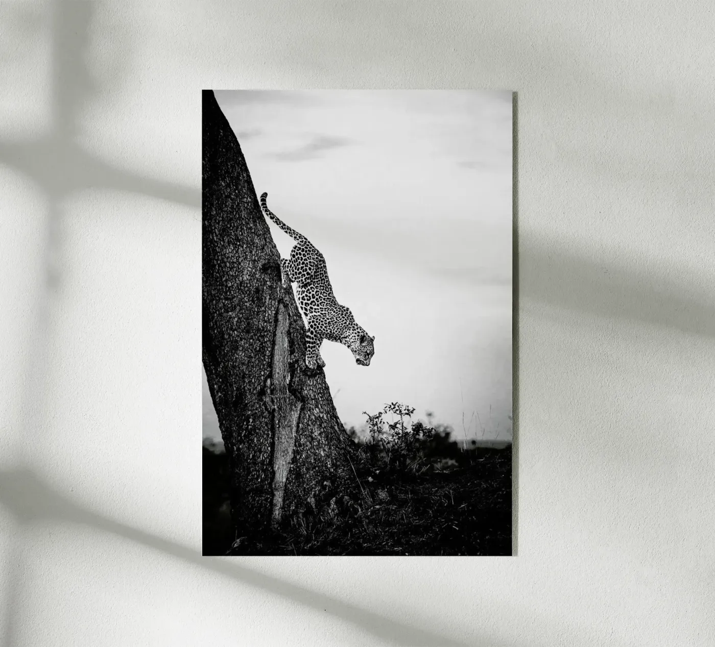 Pouncing Leopard acryl van Natural Kingdom