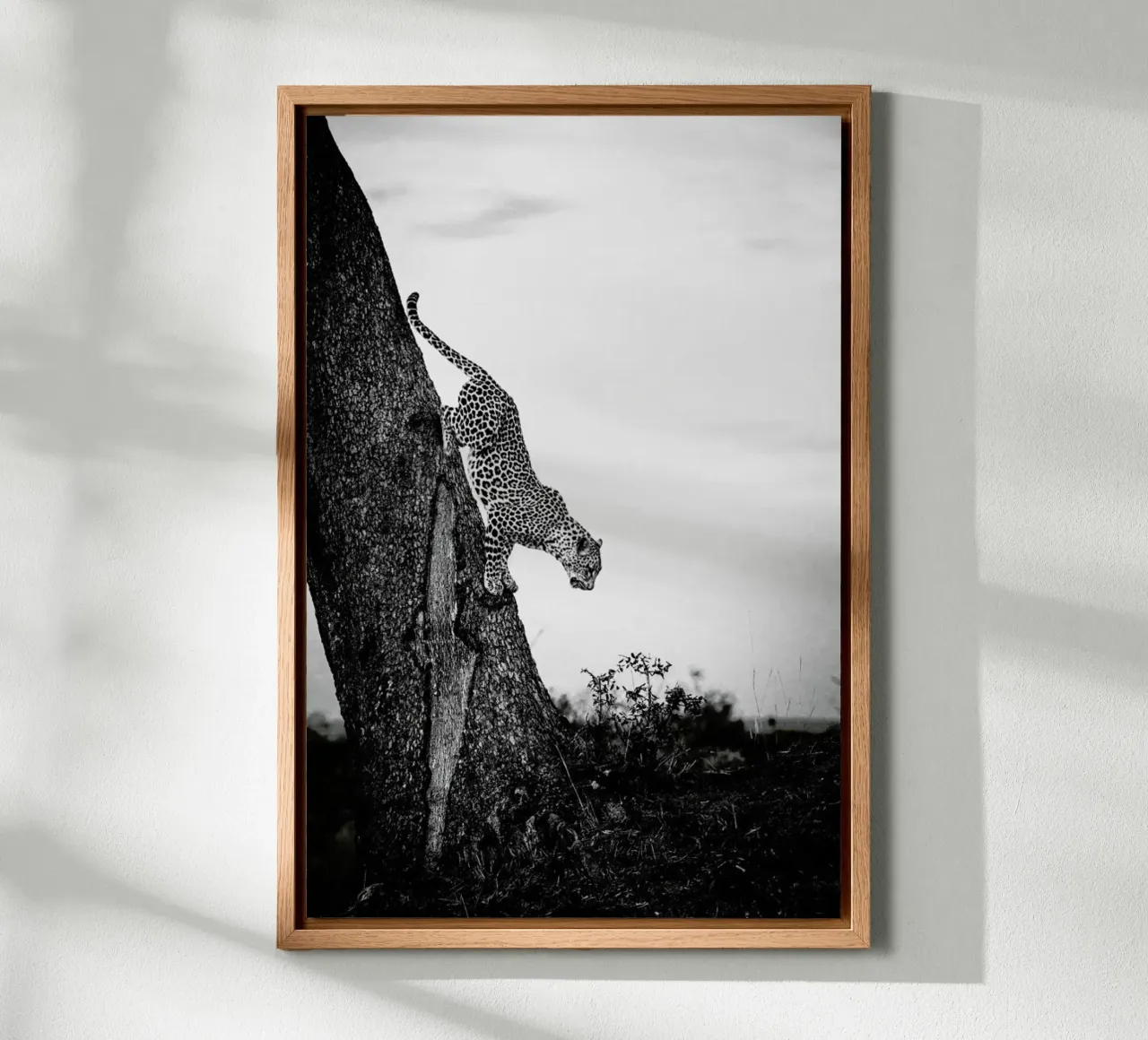 Pouncing Leopard forex plate by Natural Kingdom