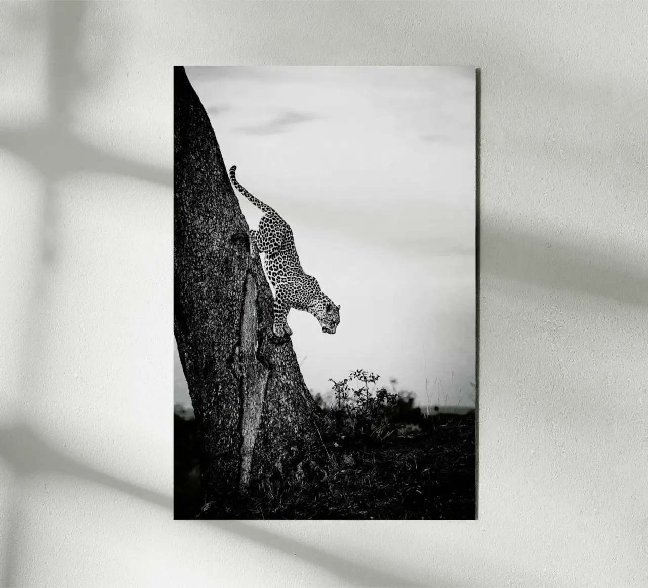 Pouncing Leopard alluminio dibond da Natural Kingdom