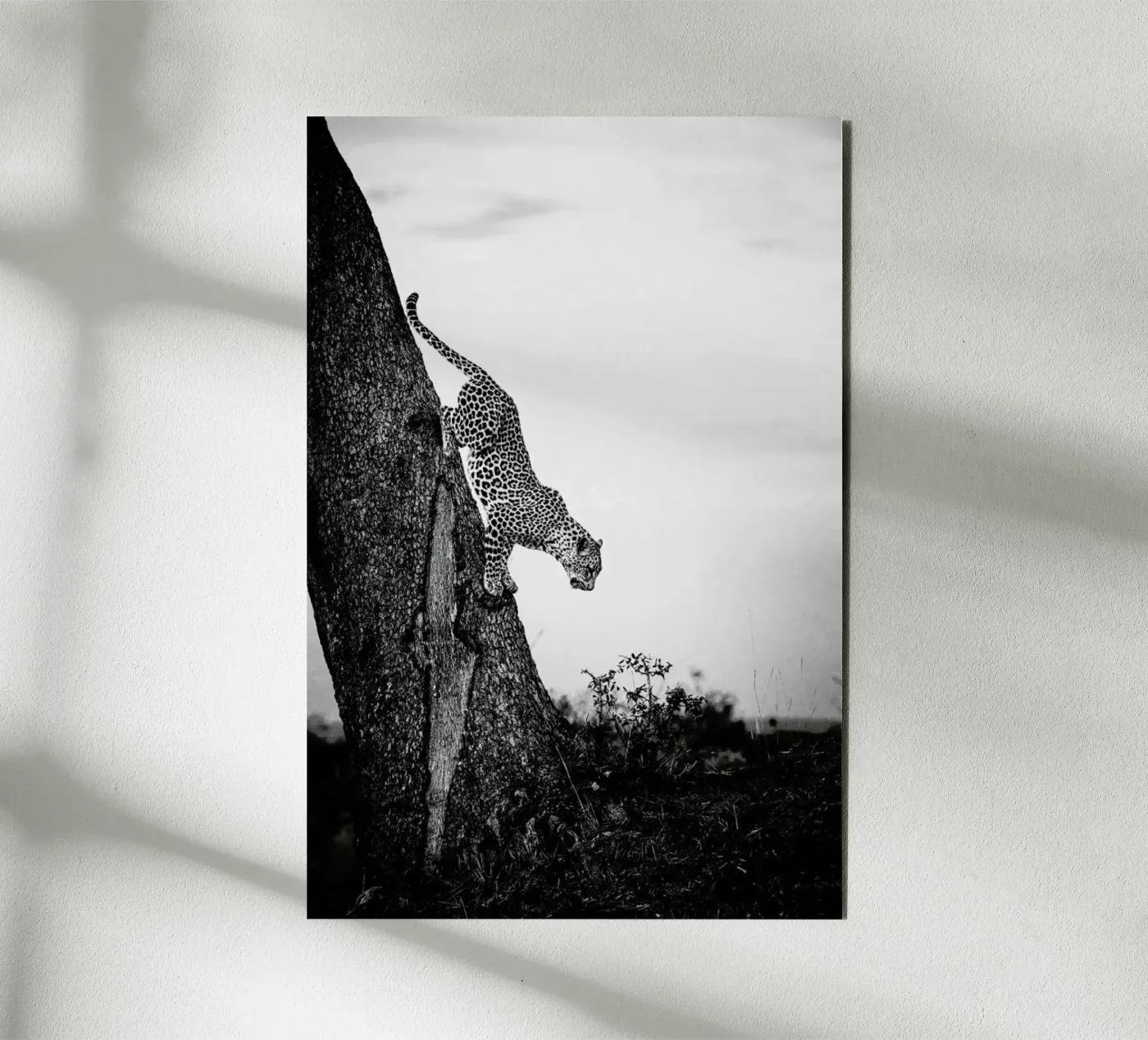 Pouncing Leopard pannello forex da Natural Kingdom