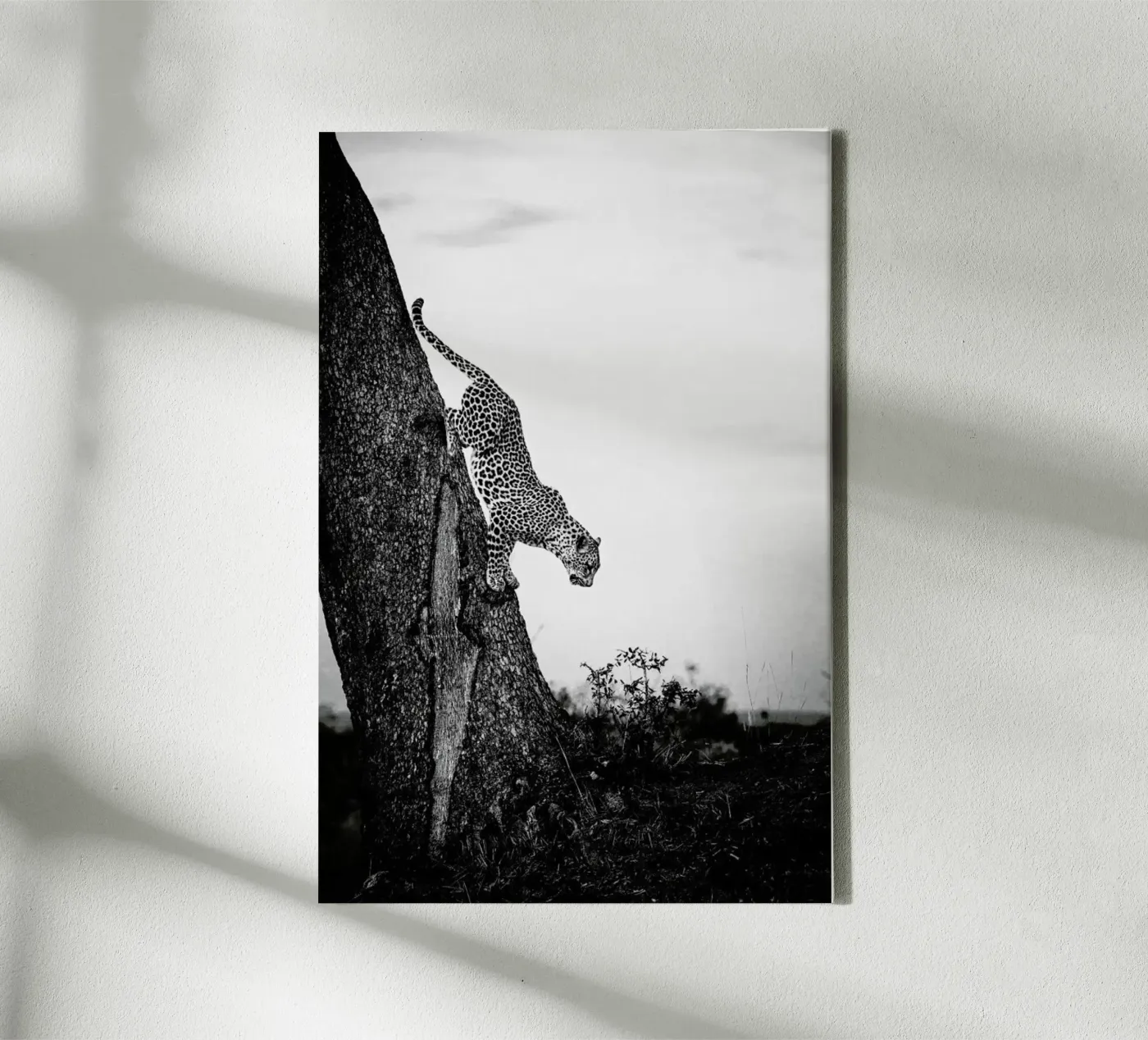 Pouncing Leopard Leinwand von Natural Kingdom