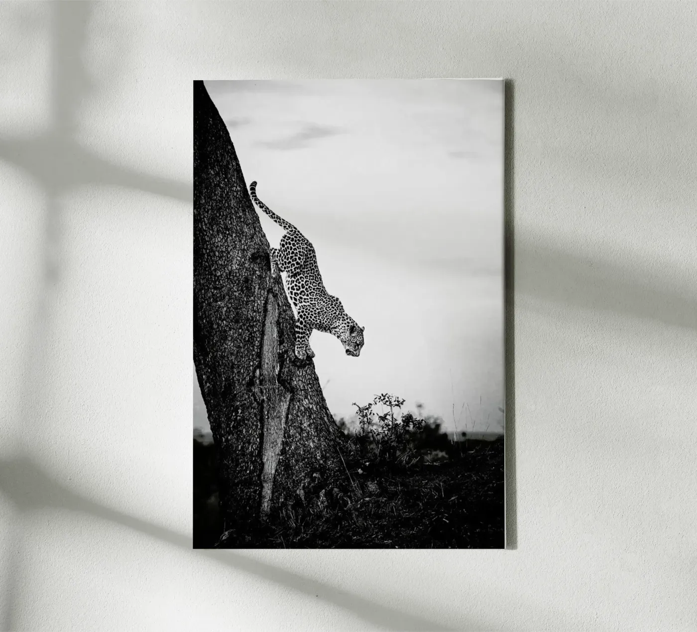 Pouncing Leopard canvas by Natural Kingdom