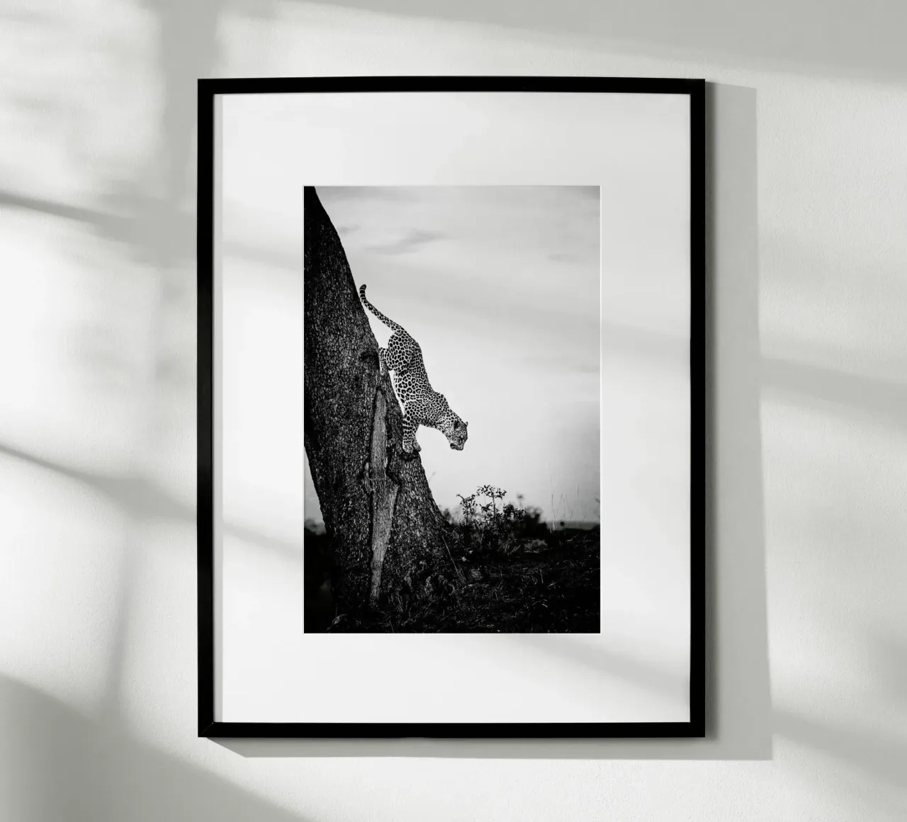 Pouncing Leopard carta hahnemühle da Natural Kingdom