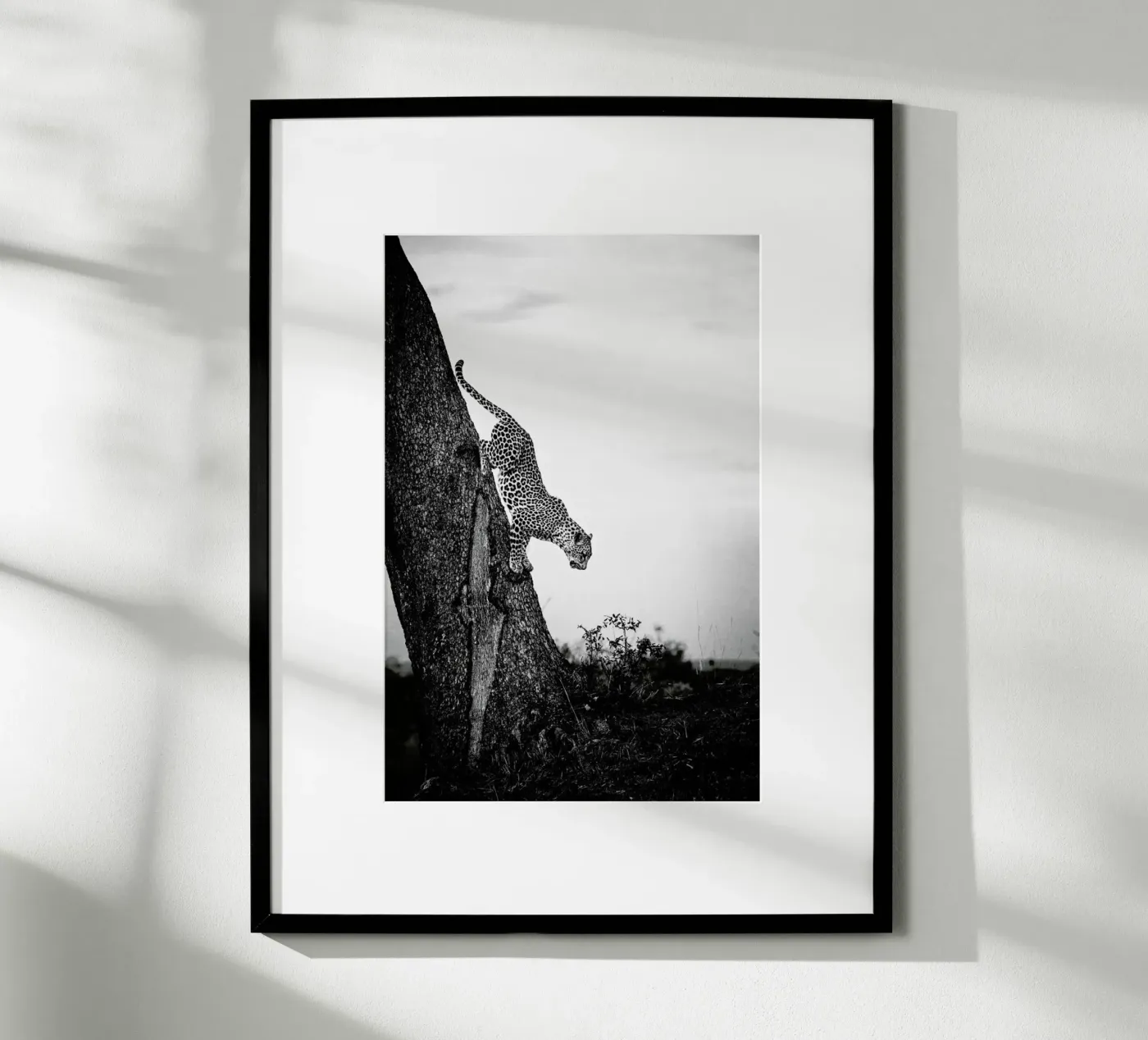 Pouncing Leopard poster van Natural Kingdom