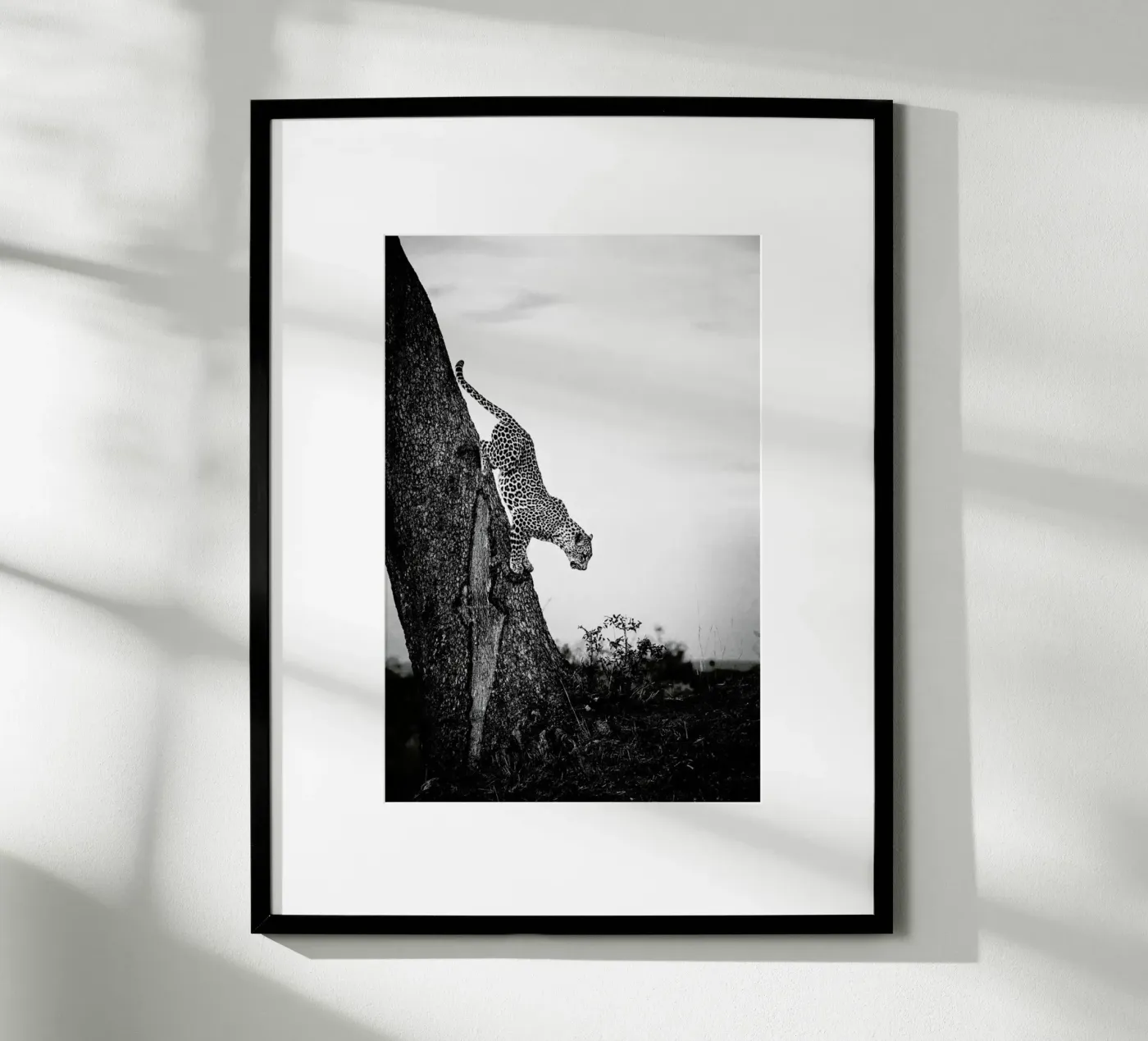 Pouncing Leopard poster de Natural Kingdom