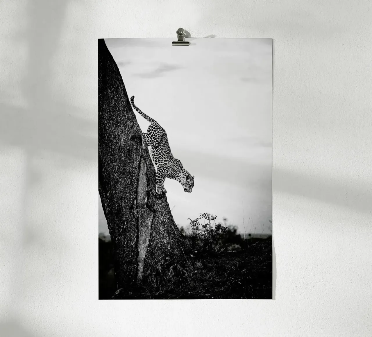 Pouncing Leopard carta hahnemühle da Natural Kingdom