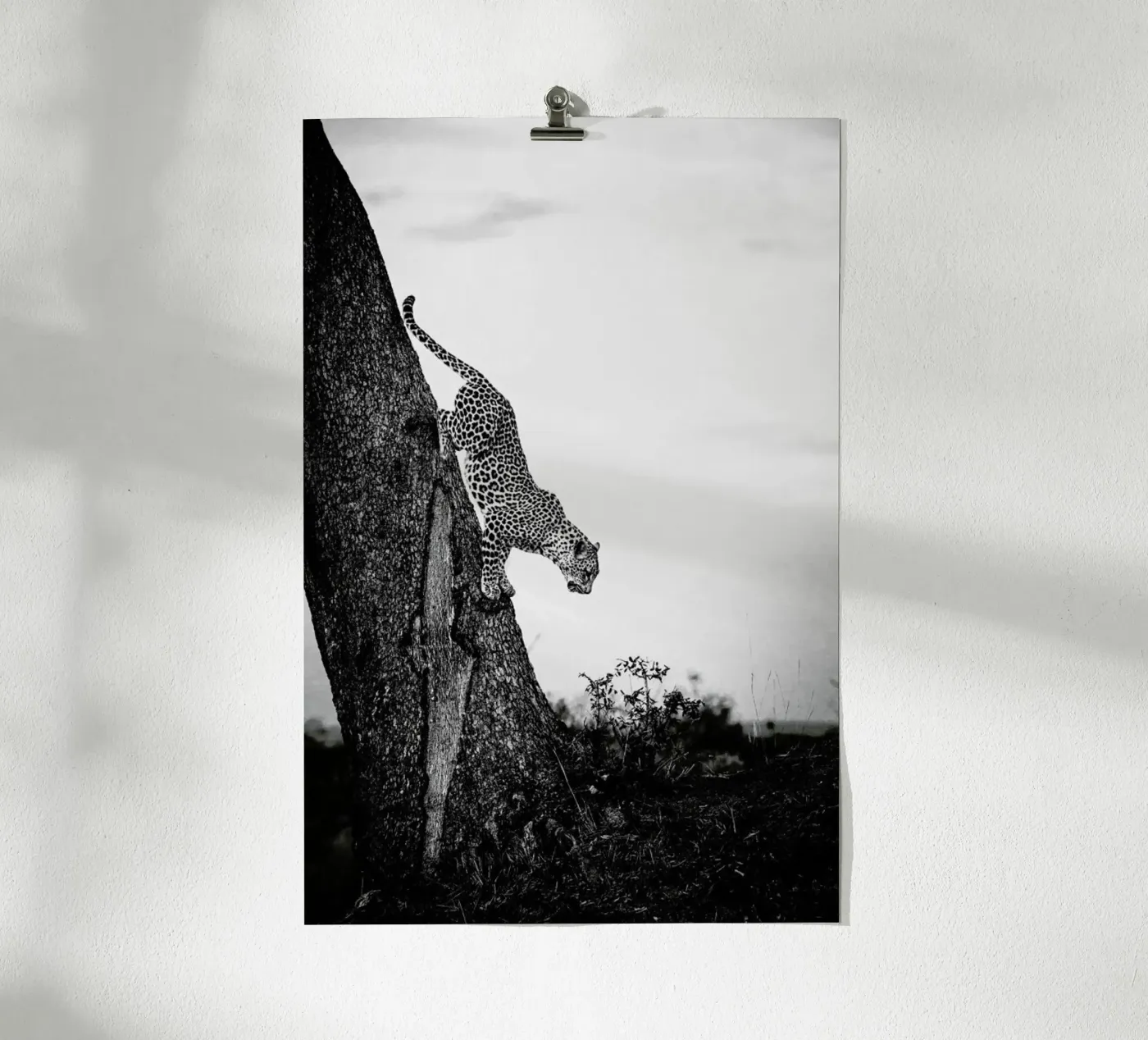 Pouncing Leopard poster van Natural Kingdom