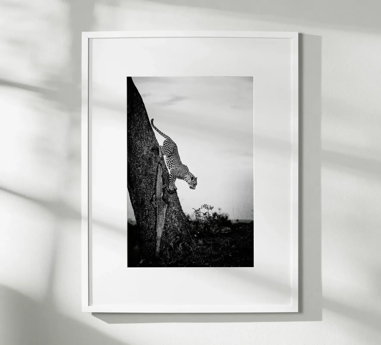 Pouncing Leopard carta hahnemühle da Natural Kingdom