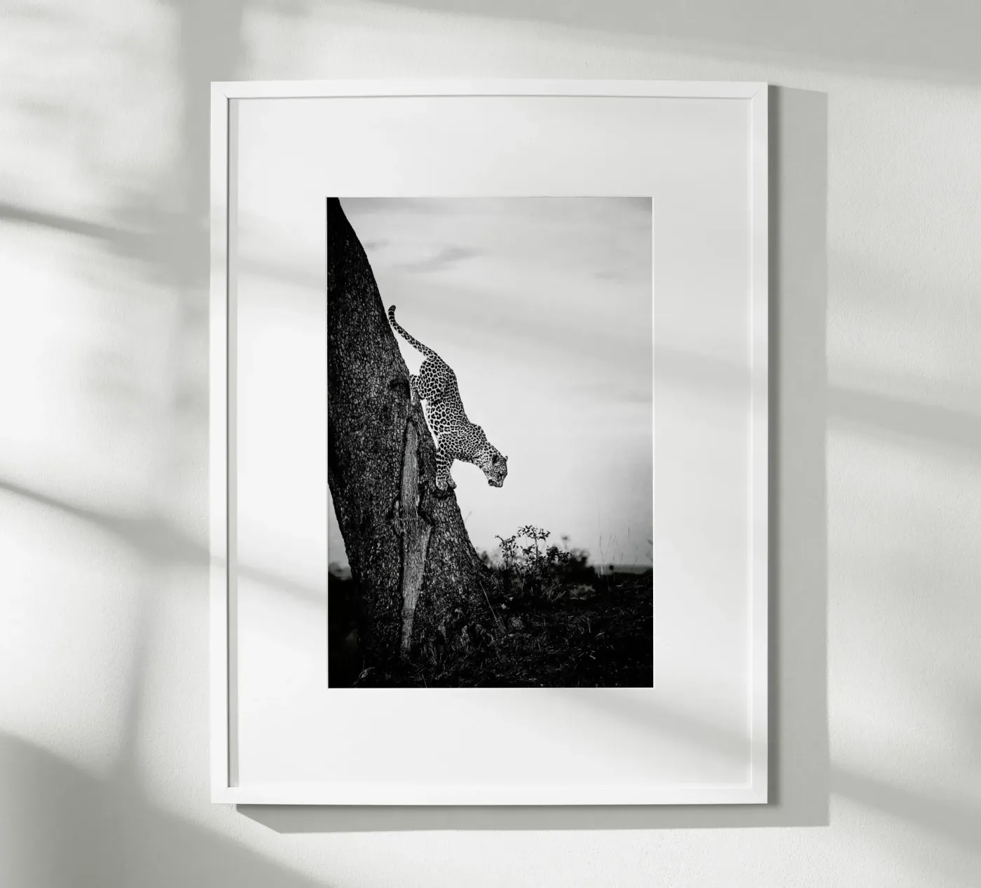 Pouncing Leopard poster van Natural Kingdom