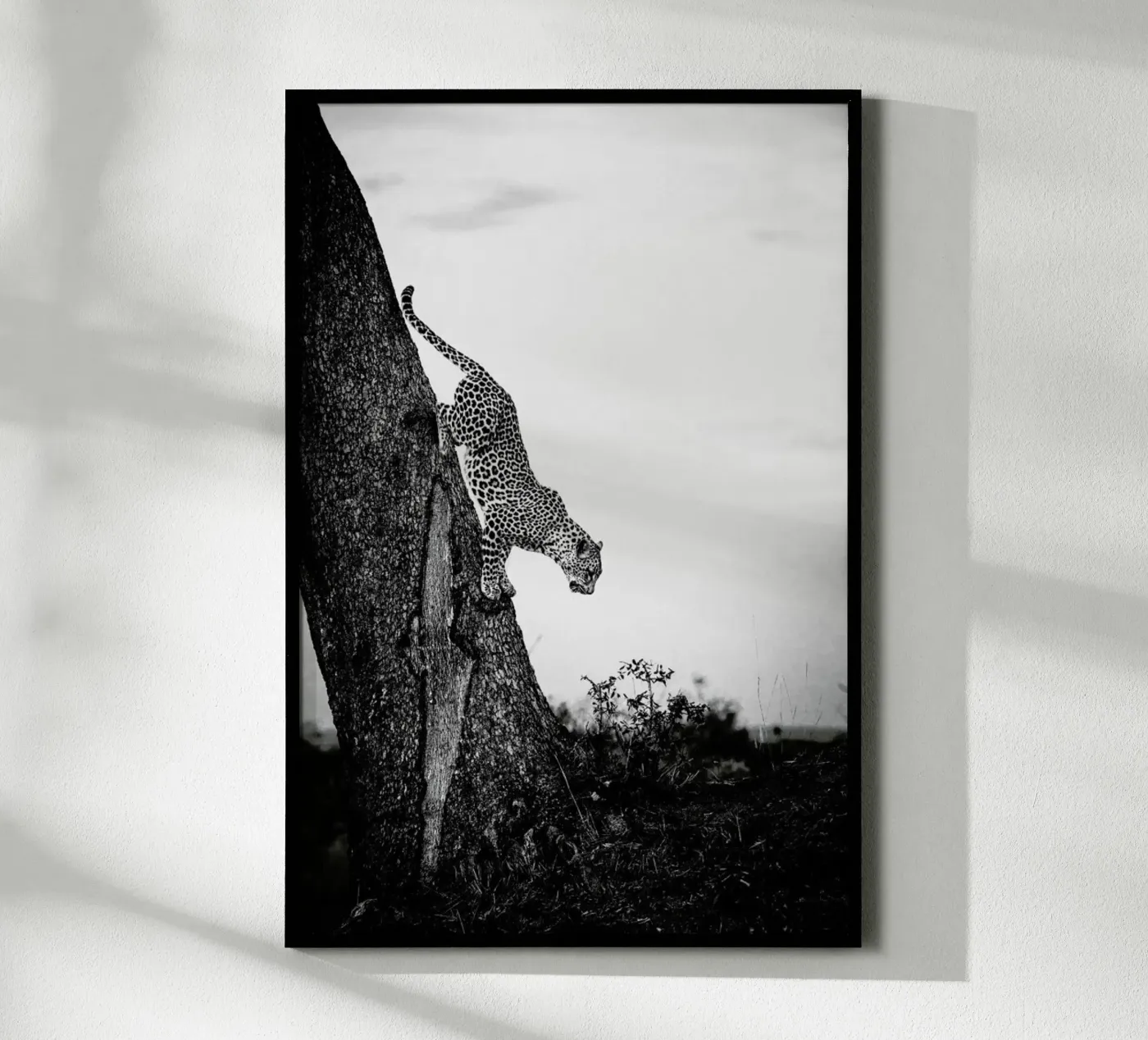 Pouncing Leopard poster van Natural Kingdom
