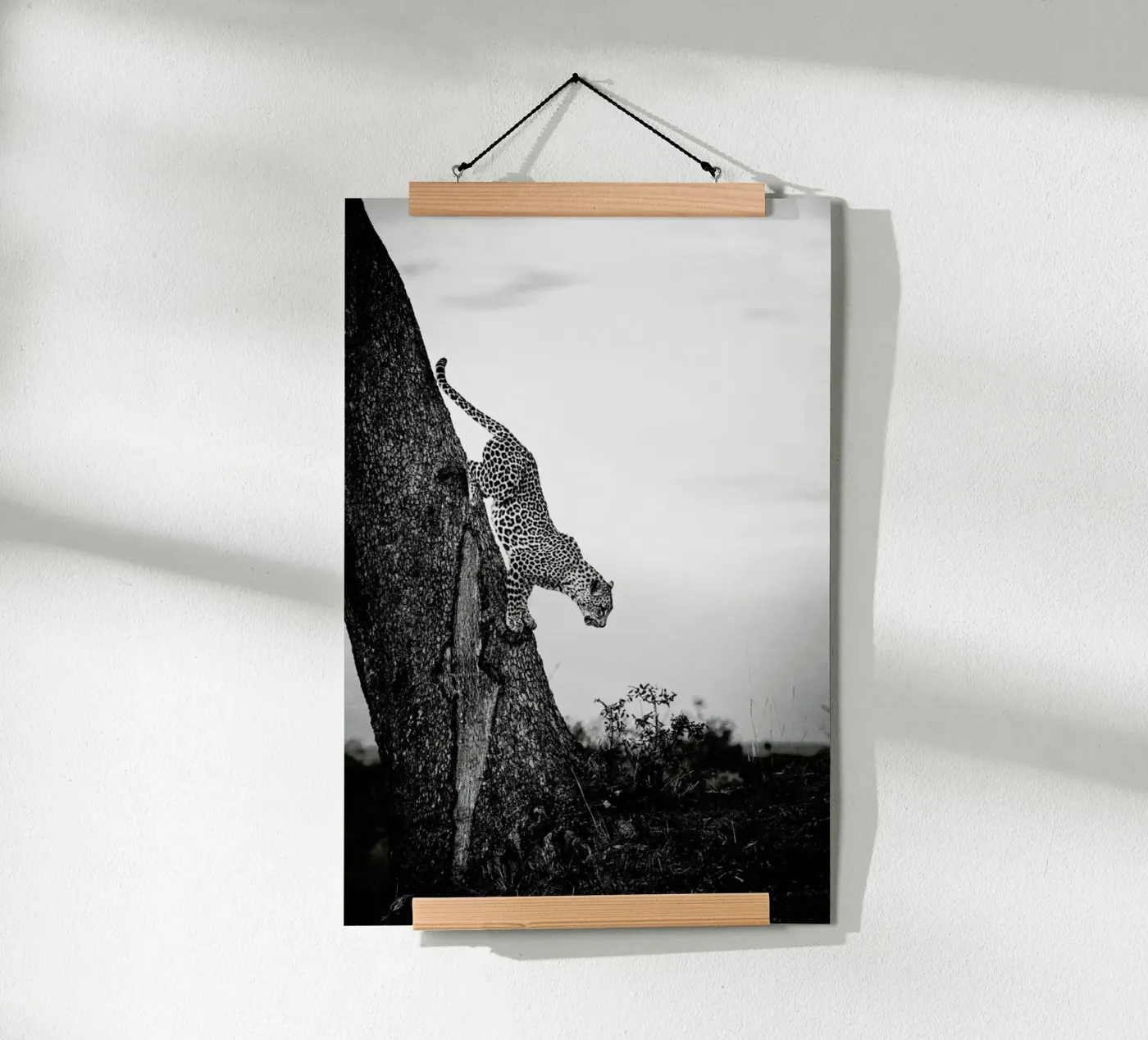 Pouncing Leopard poster de Natural Kingdom