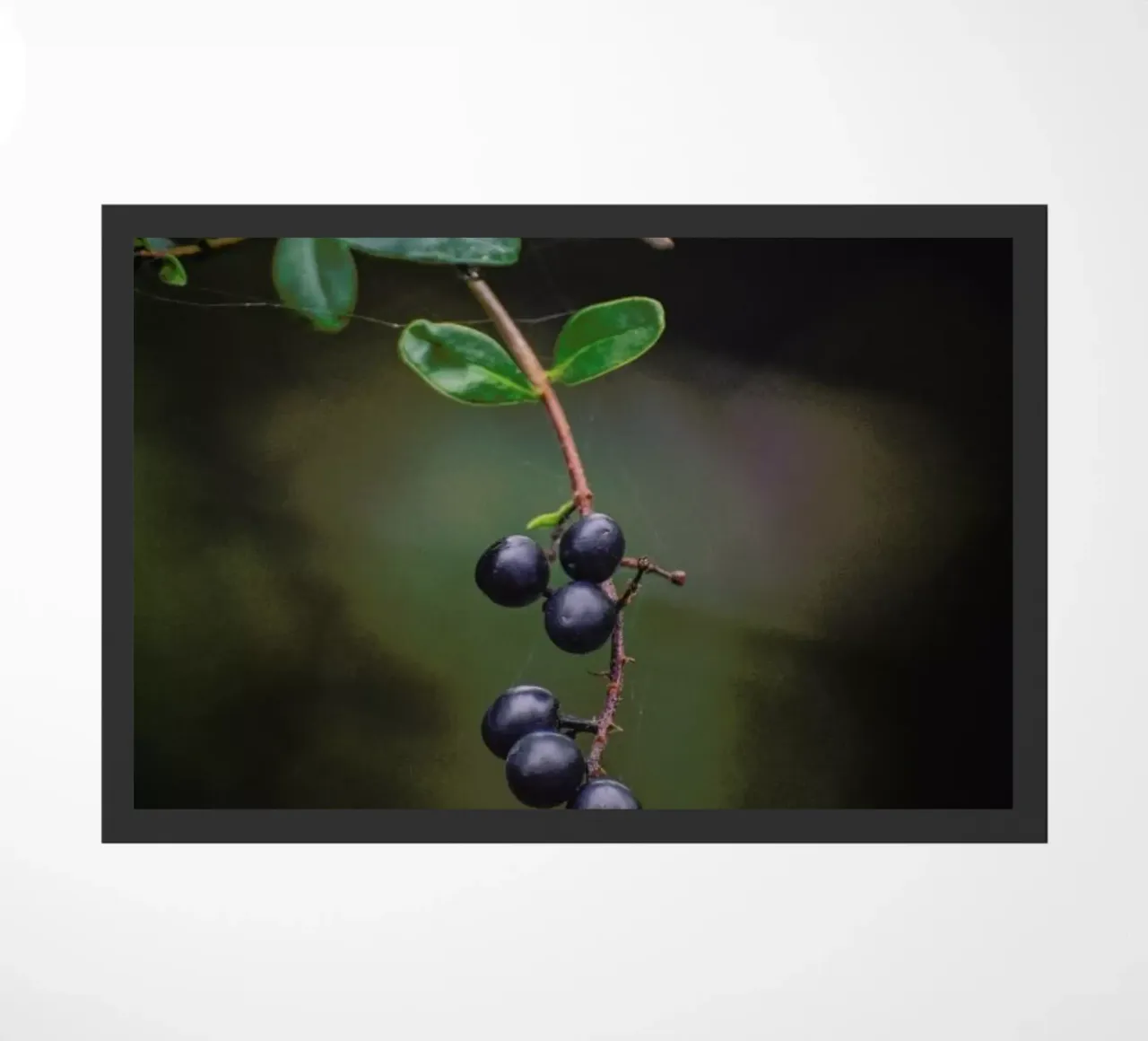 Fruits Of Autumn 5 zerbino da Nur Mut