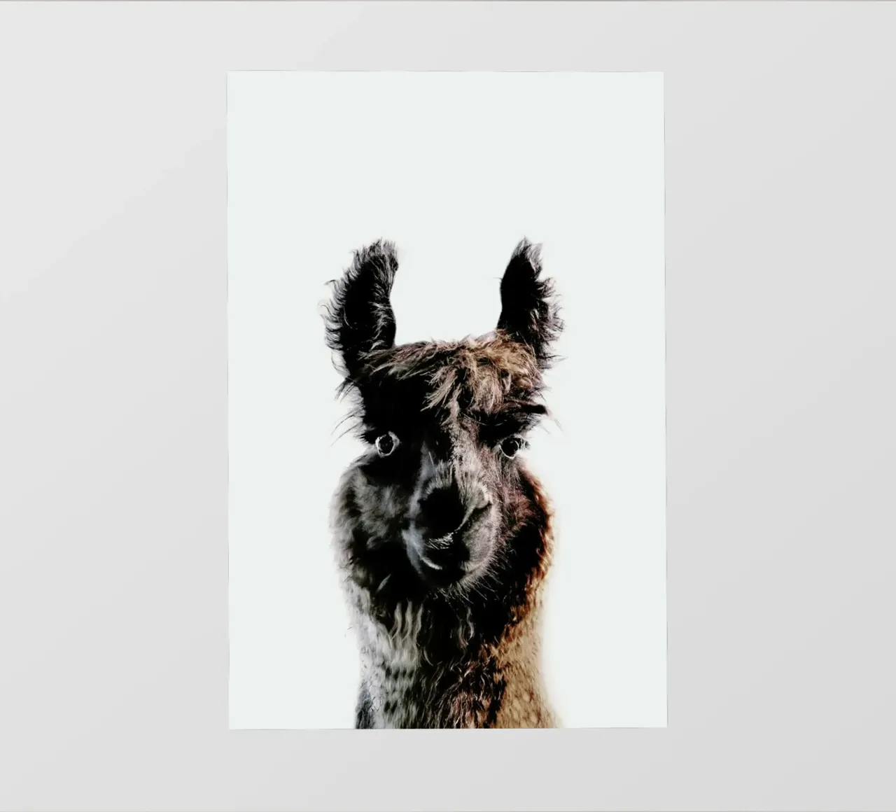 Llama George telo in pvc da Monika Strigel