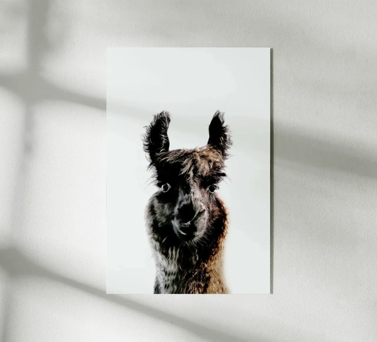 Llama George plexiglass da Monika Strigel