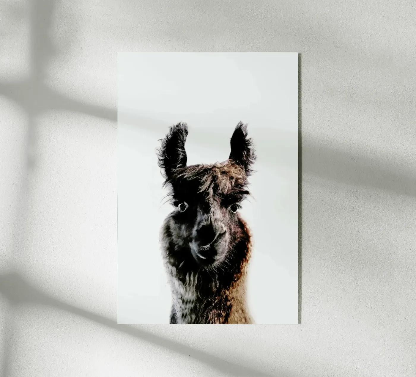 Llama George plexiglass da Monika Strigel