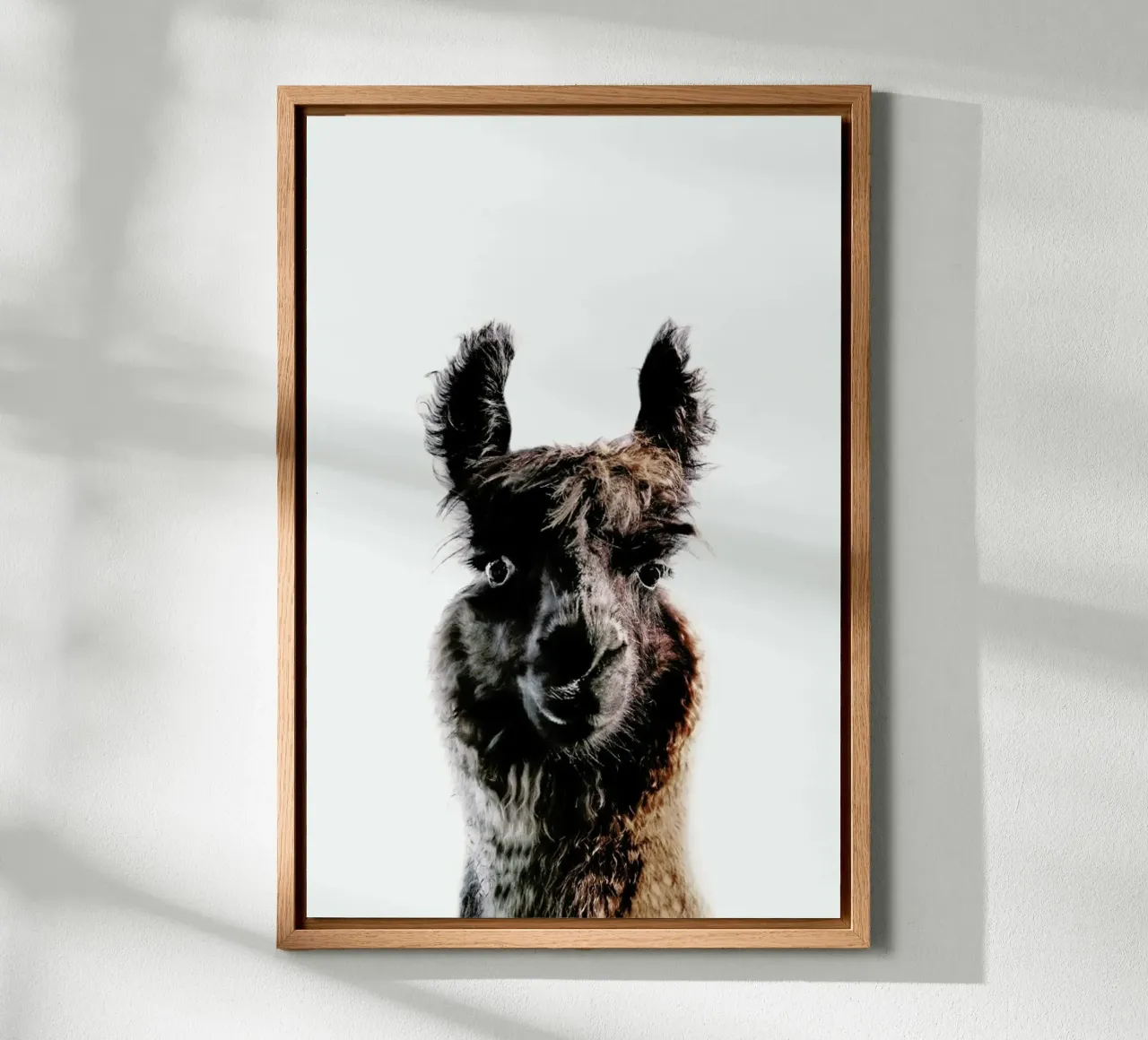 Llama George alluminio dibond da Monika Strigel