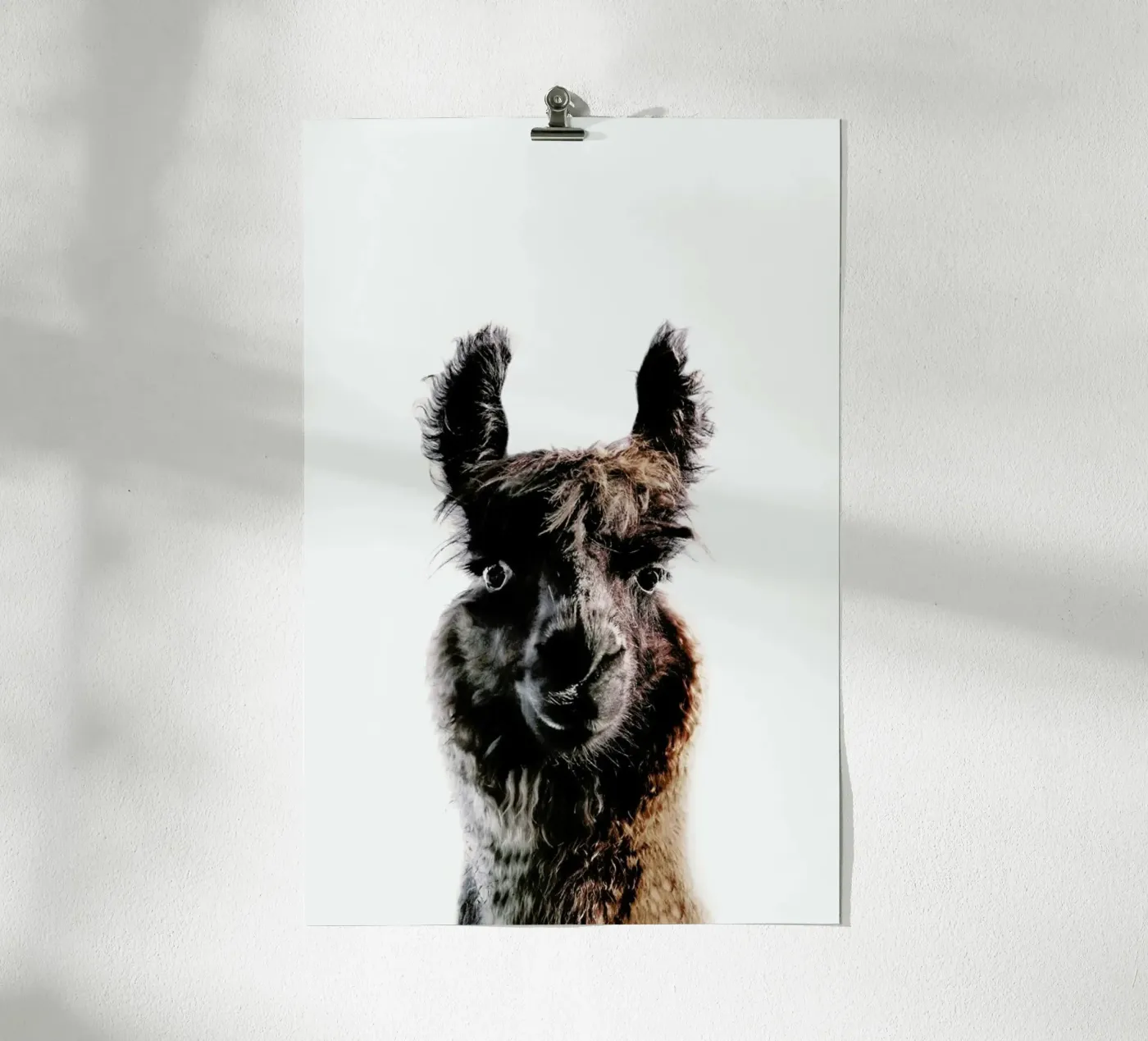 Llama George poster da Monika Strigel