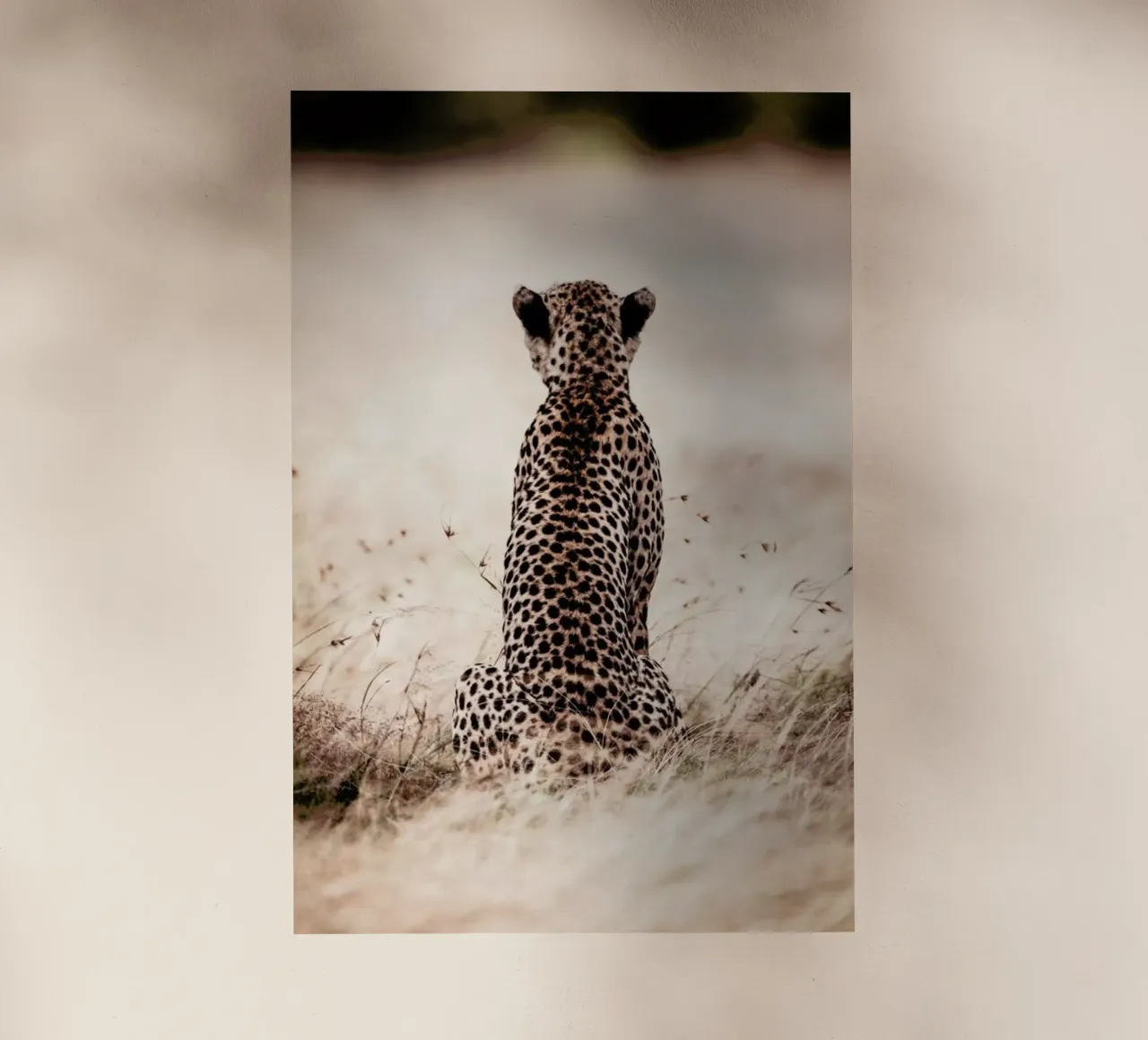 Still Leopard pellicola backlit da Natural Kingdom