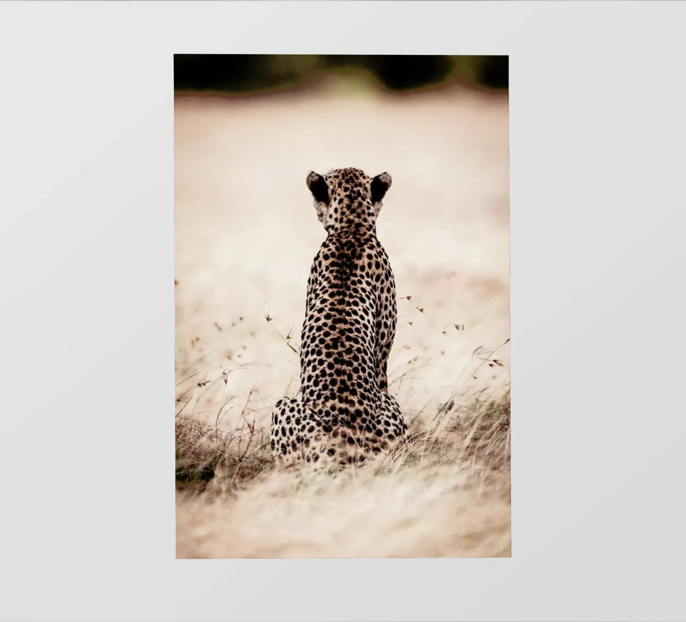 Still Leopard pellicola backlit da Natural Kingdom