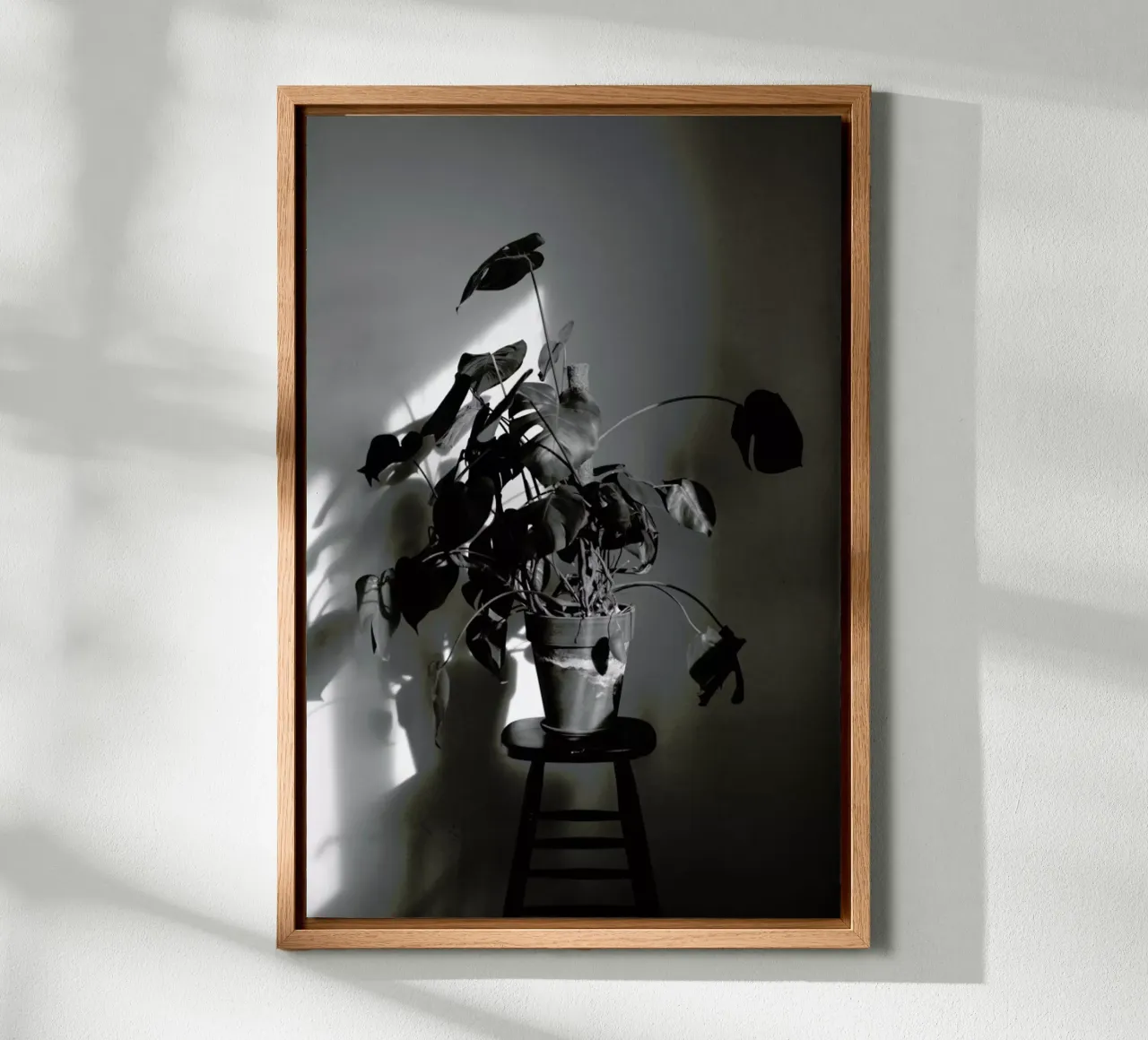 Monstera Deliciosa canvas with Floater frame by Sebastian Hilgetag