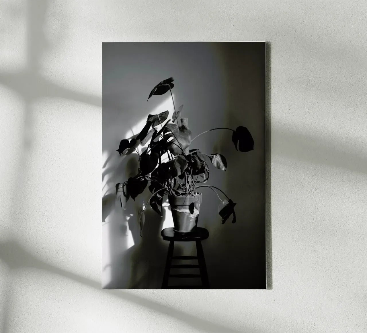 Monstera Deliciosa canvas with Floater frame by Sebastian Hilgetag