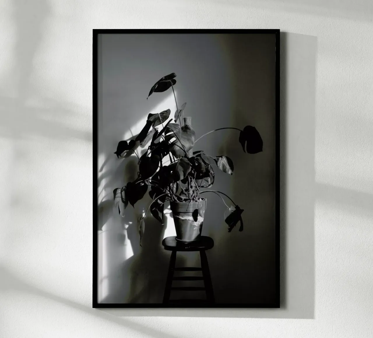 Monstera Deliciosa poster con telaio in alluminio da Sebastian Hilgetag