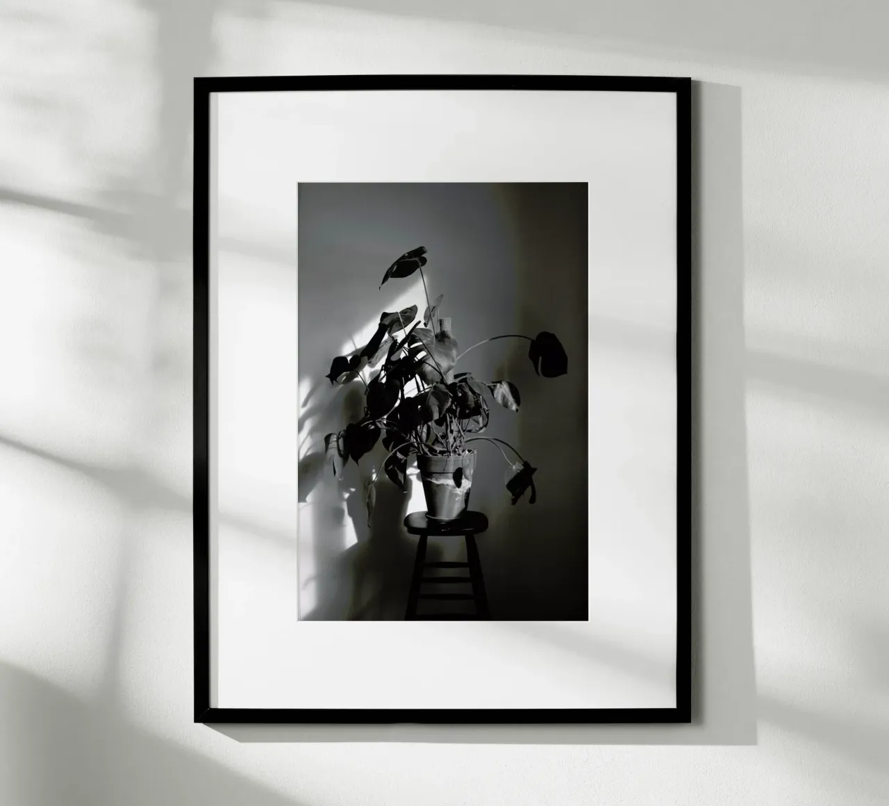 Monstera Deliciosa poster con telaio in alluminio da Sebastian Hilgetag