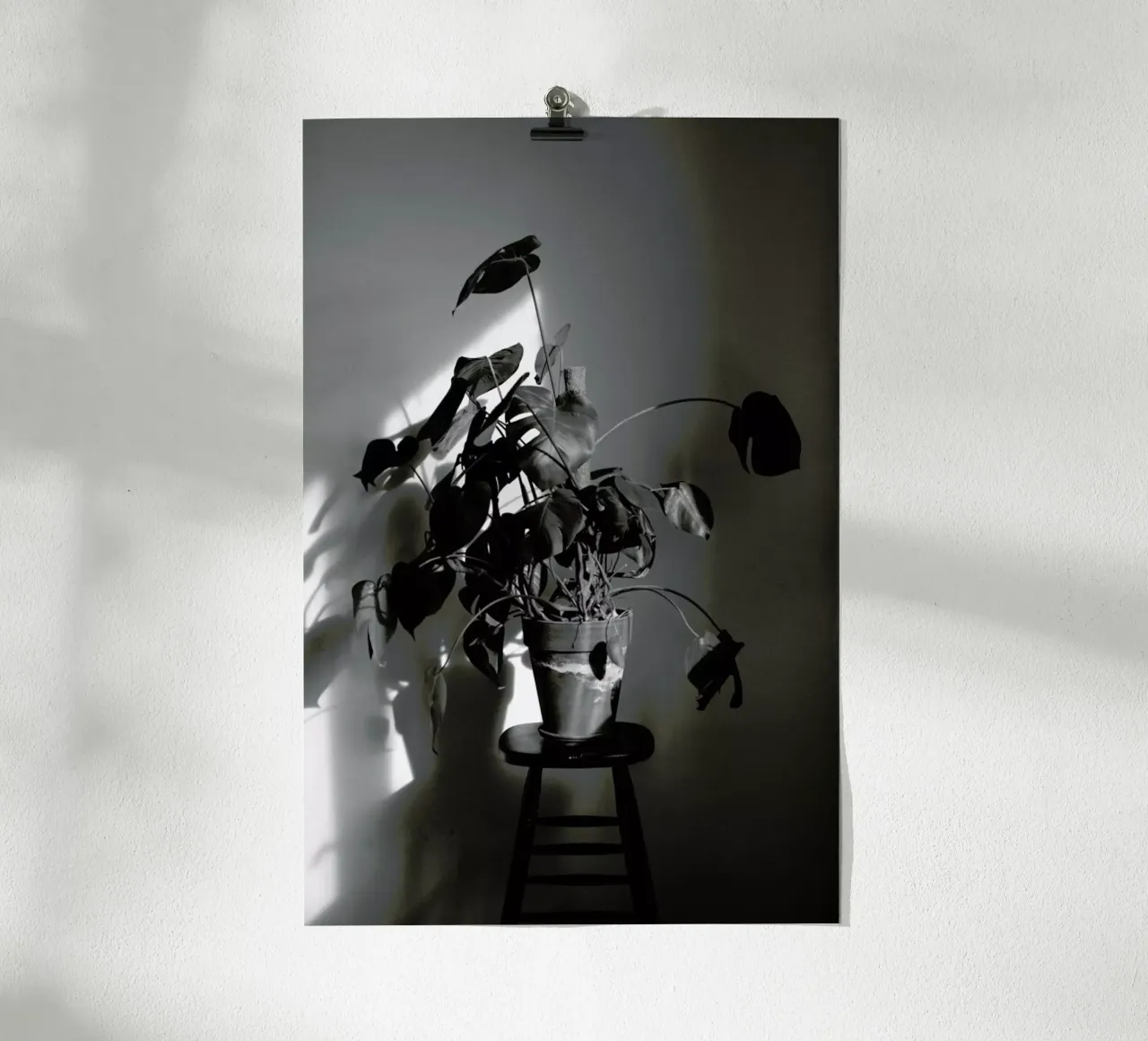 Monstera Deliciosa poster con telaio in alluminio da Sebastian Hilgetag