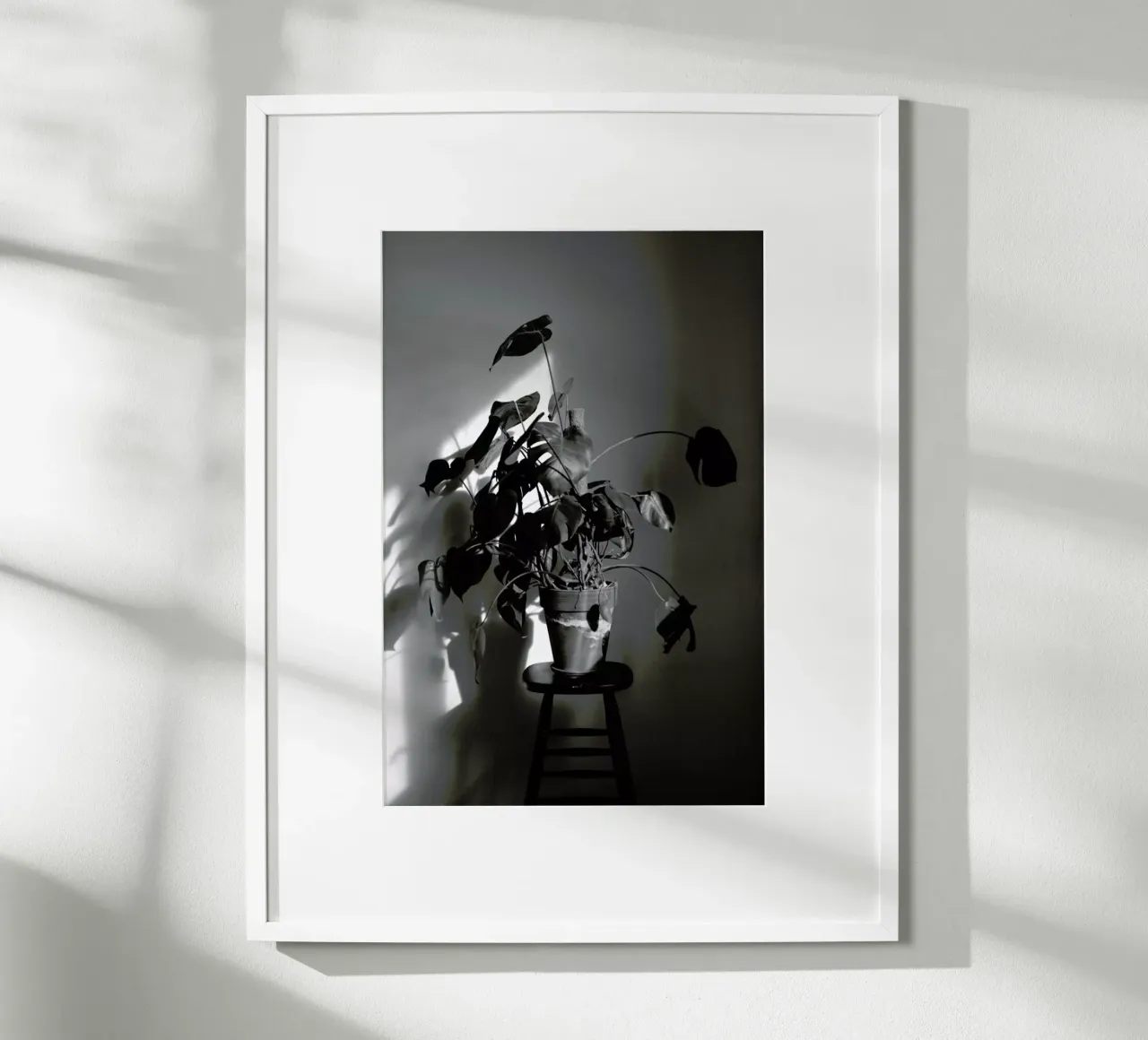 Monstera Deliciosa poster con telaio in alluminio da Sebastian Hilgetag