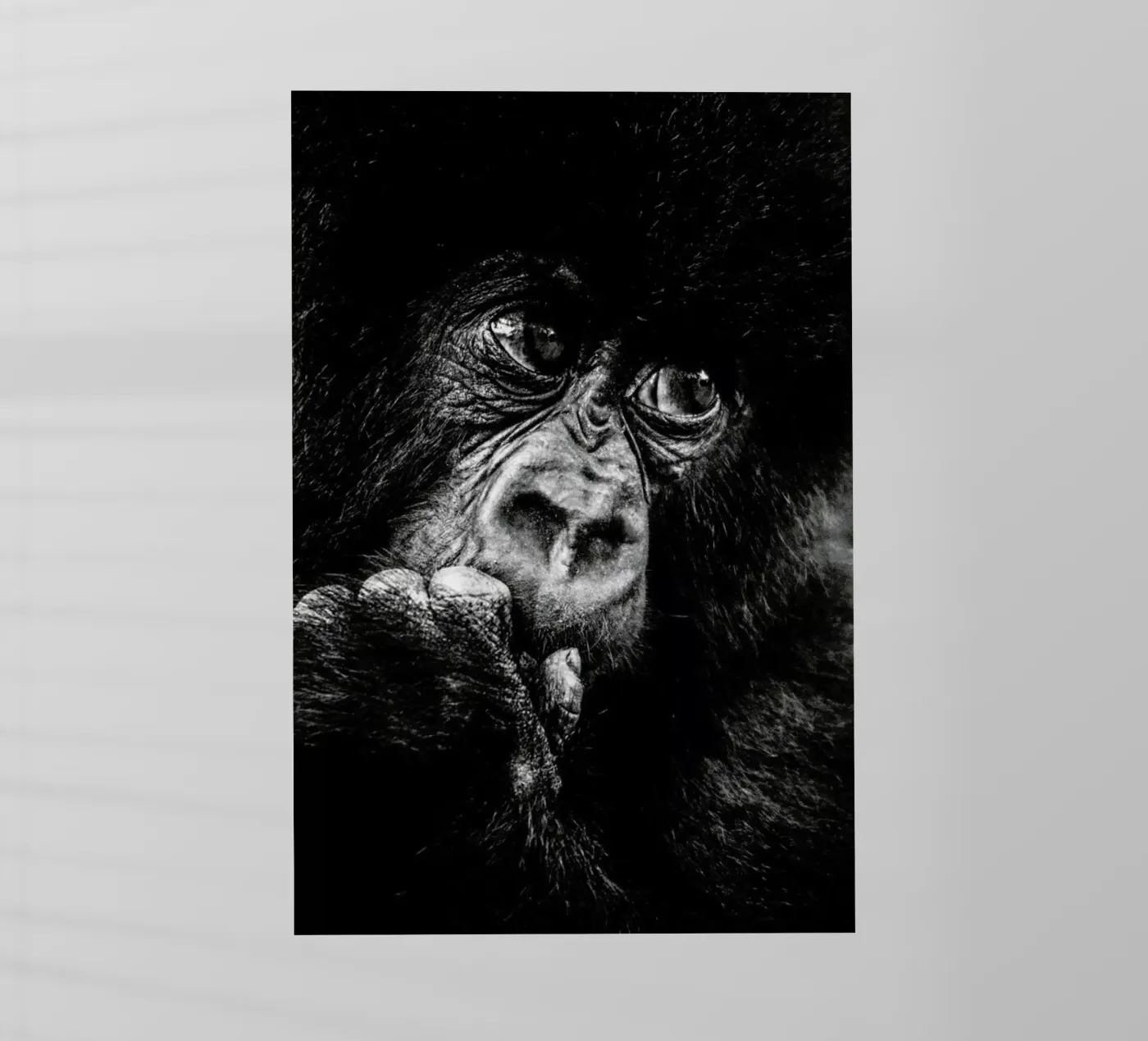 Gorilla pellicola backlit da Natural Kingdom