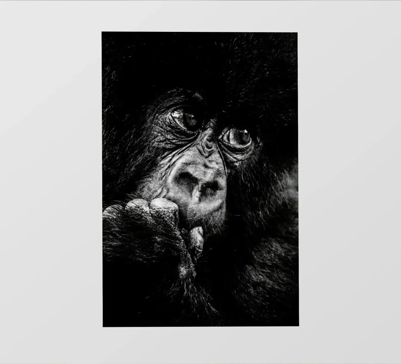 Gorilla pellicola backlit da Natural Kingdom