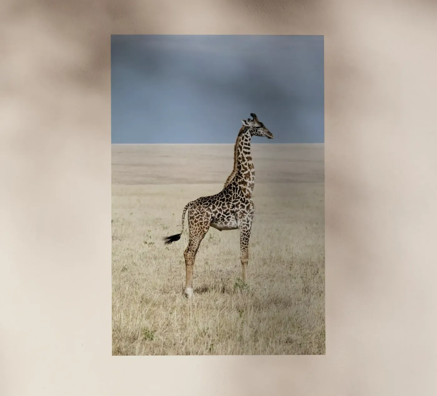 Giraffe pellicola backlit da Natural Kingdom