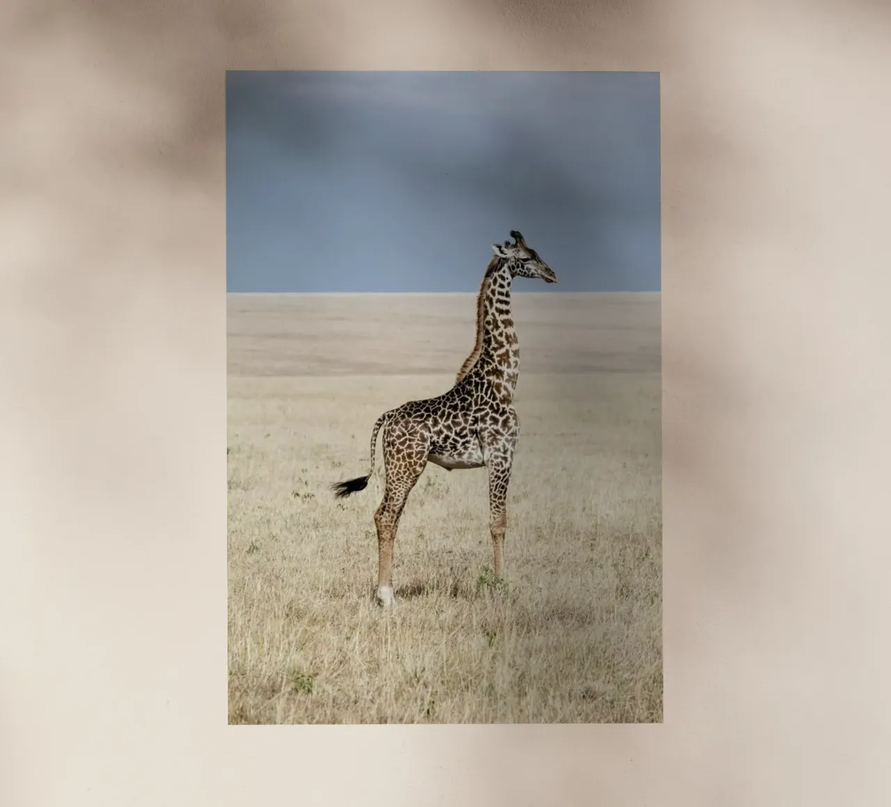 Giraffe pellicola backlit da Natural Kingdom