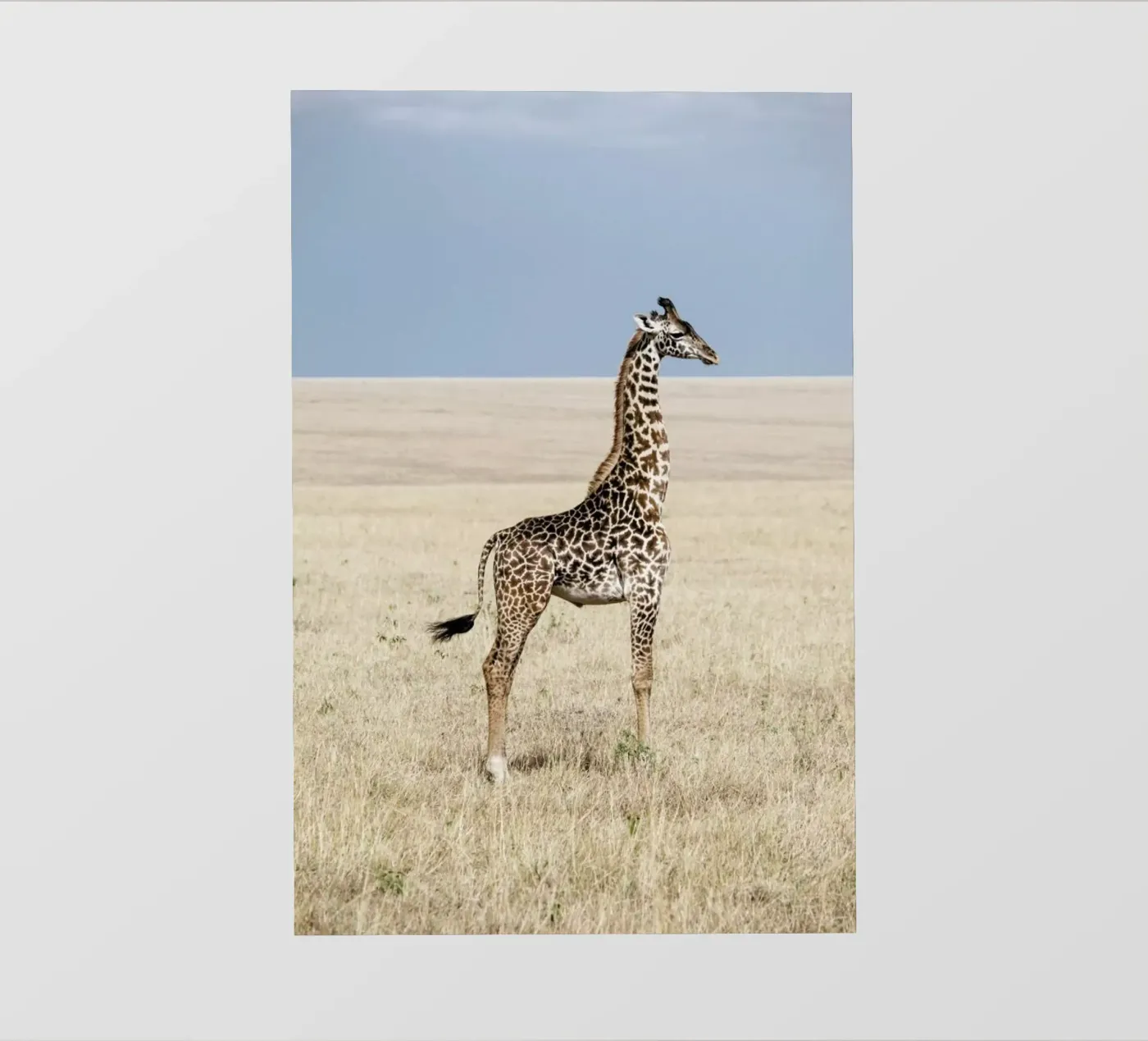 Giraffe backlit folie van Natural Kingdom
