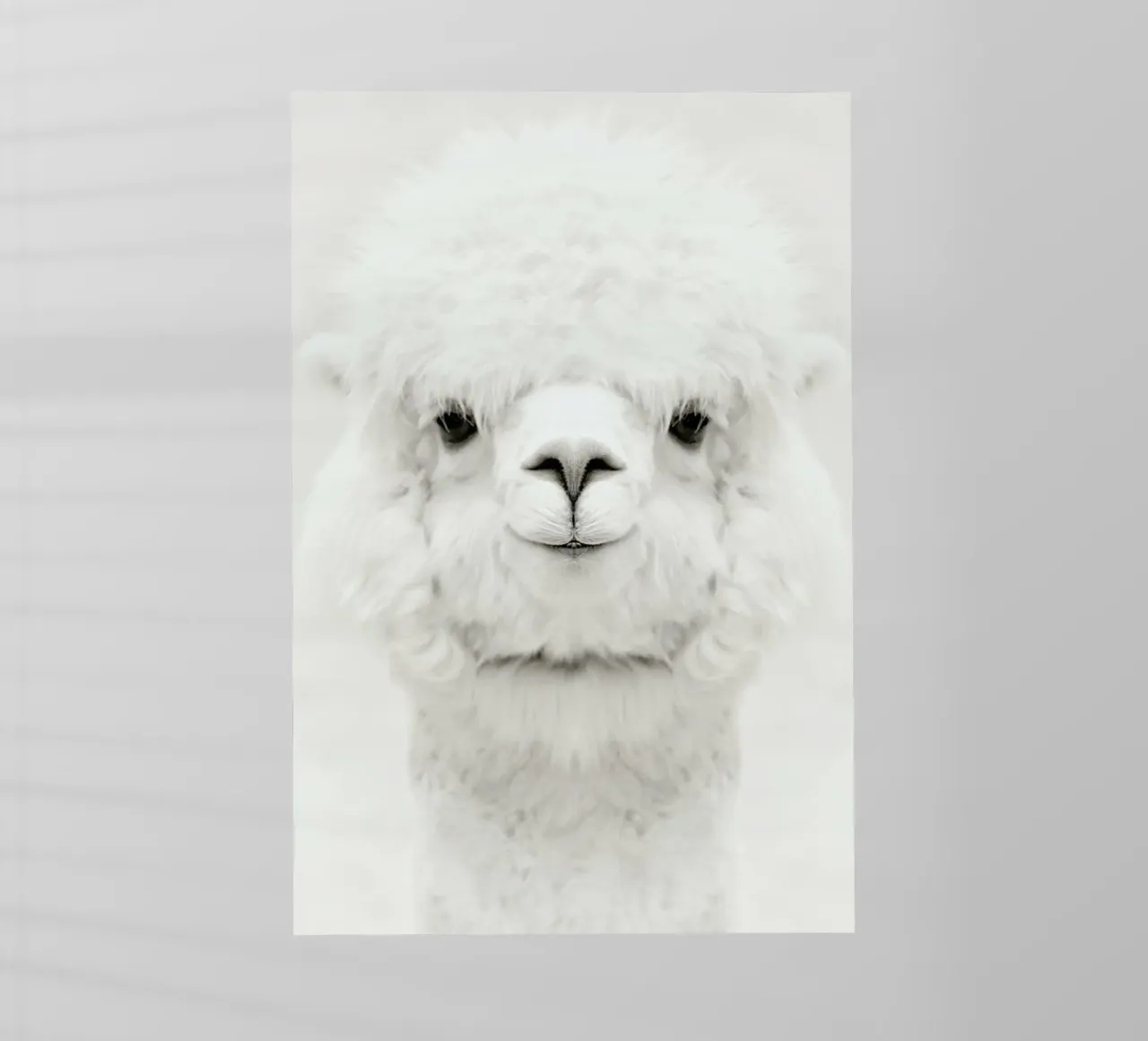 Smiling Alpaca pellicola backlit da Monika Strigel