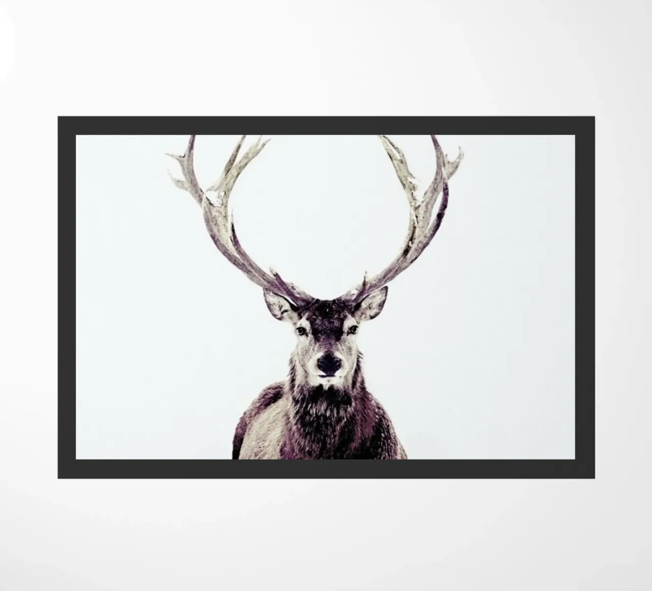 Stag InSnow 03 zerbino da Monika Strigel