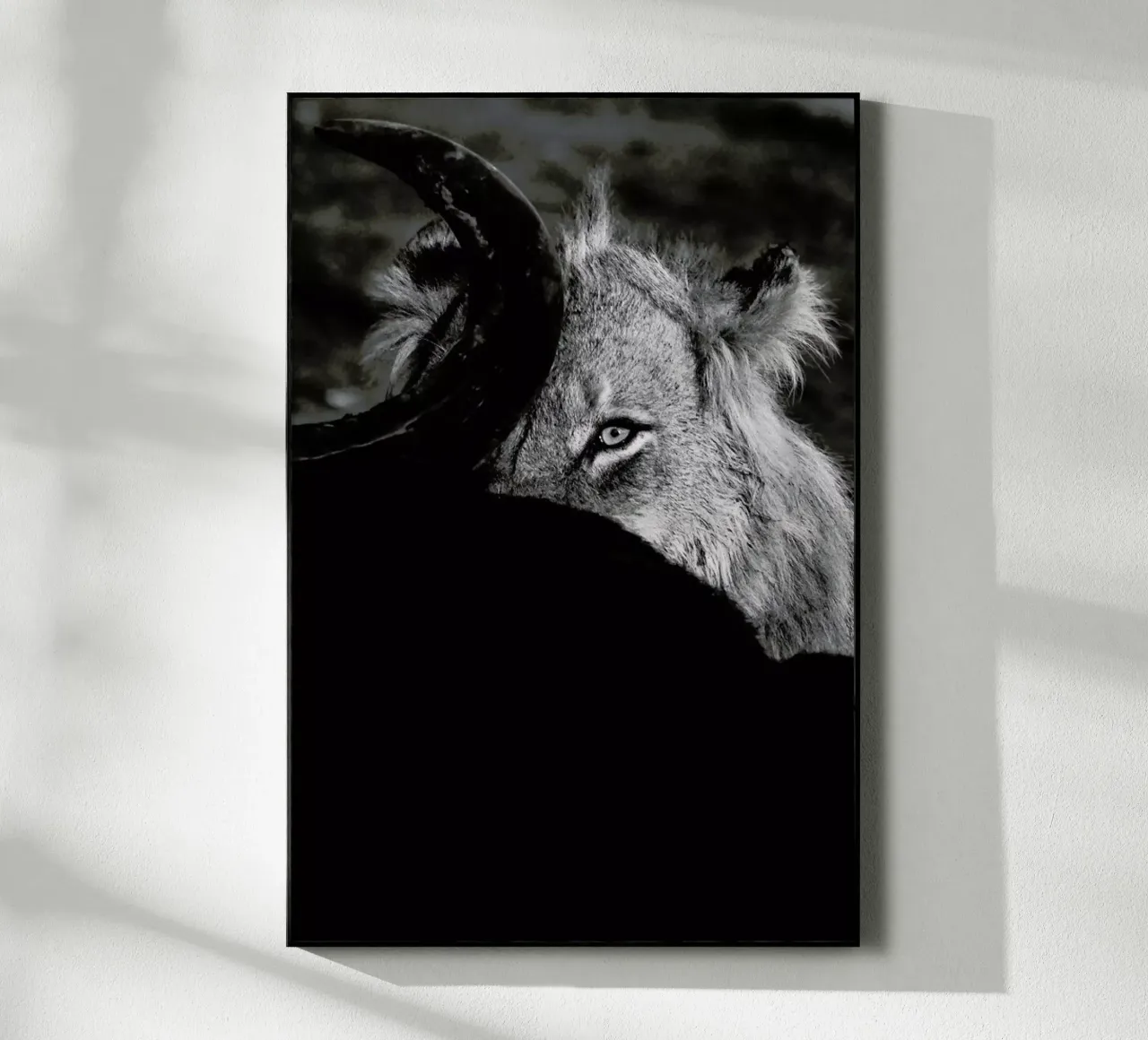 Staring Lion plexiglass da Natural Kingdom