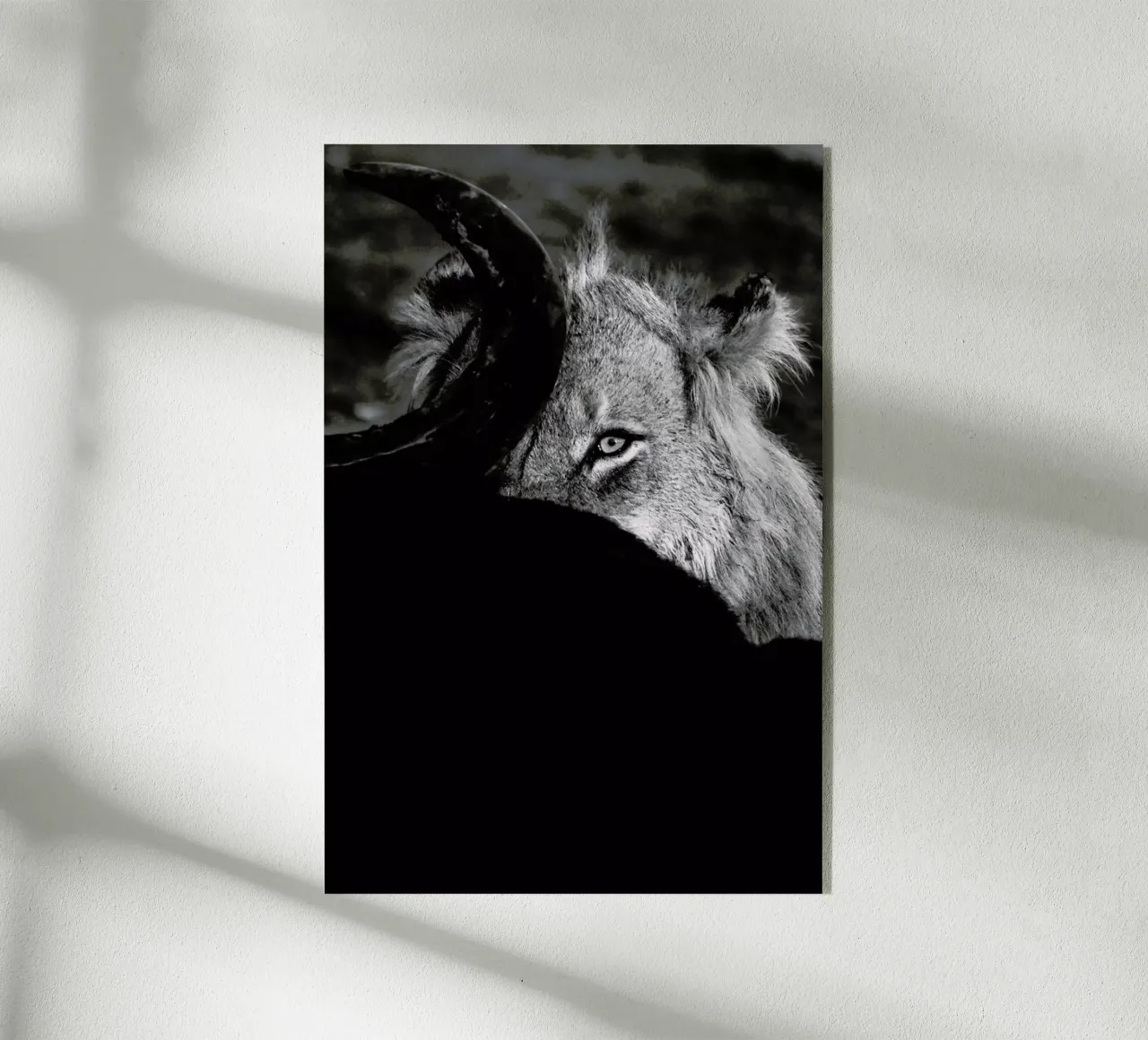 Staring Lion plexiglass da Natural Kingdom