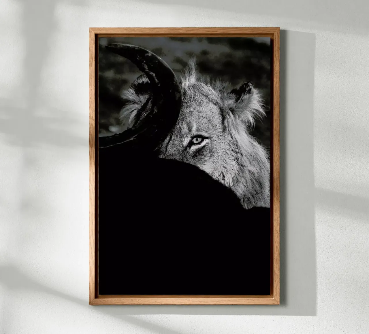 Staring Lion alluminio dibond da Natural Kingdom