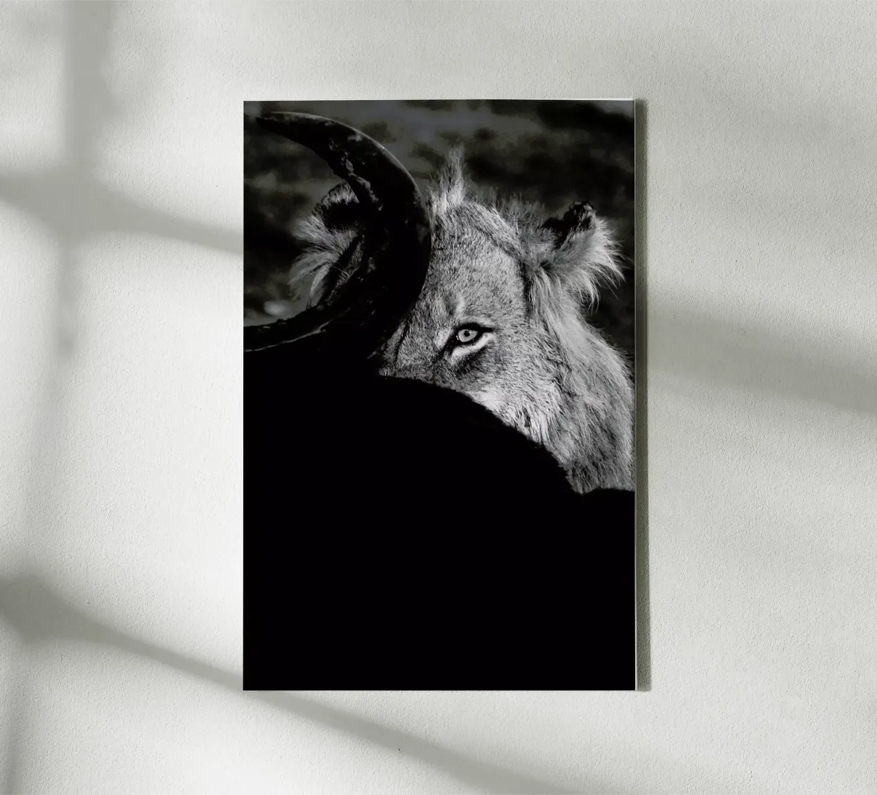 Staring Lion canvas by Natural Kingdom