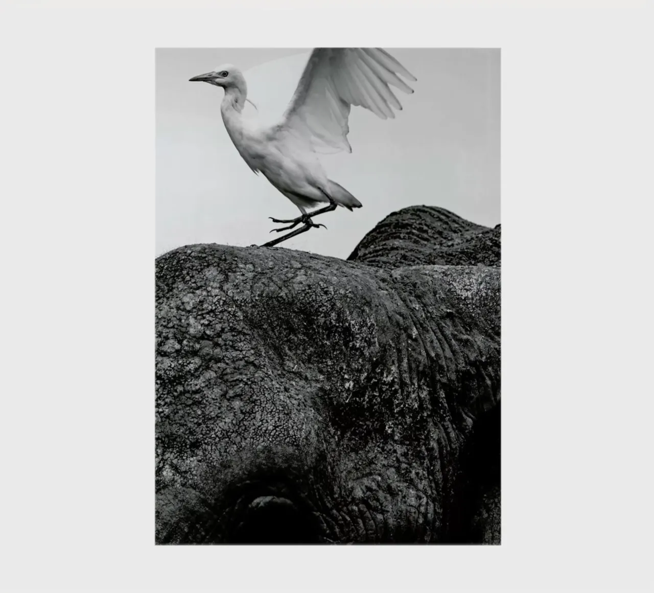 Seagull Perching notebook by Natural Kingdom