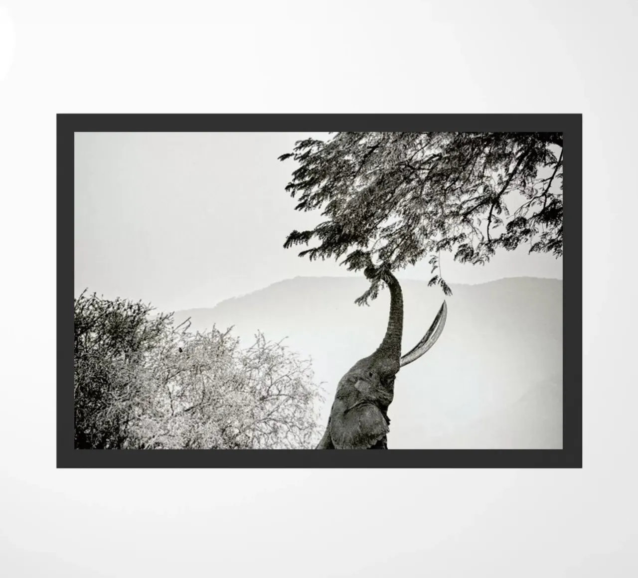 Within Reach zerbino da Natural Kingdom