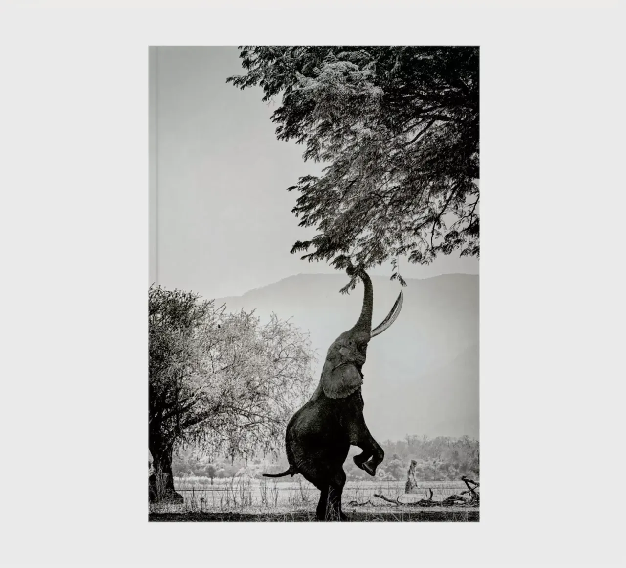 Within Reach notebook by Natural Kingdom