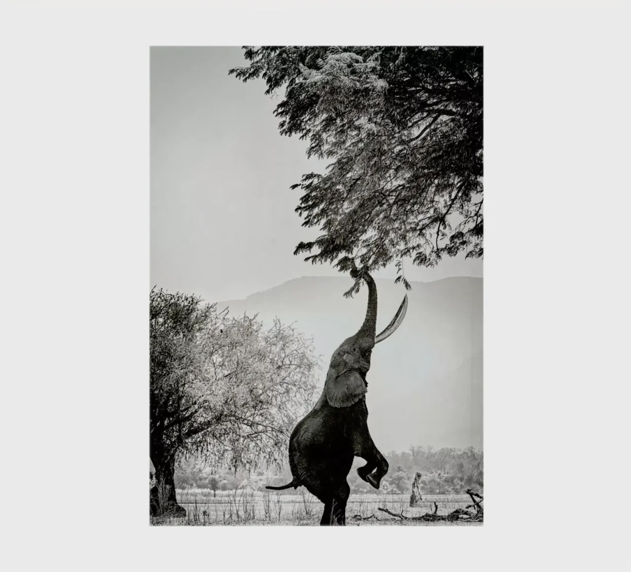 Within Reach notebook by Natural Kingdom