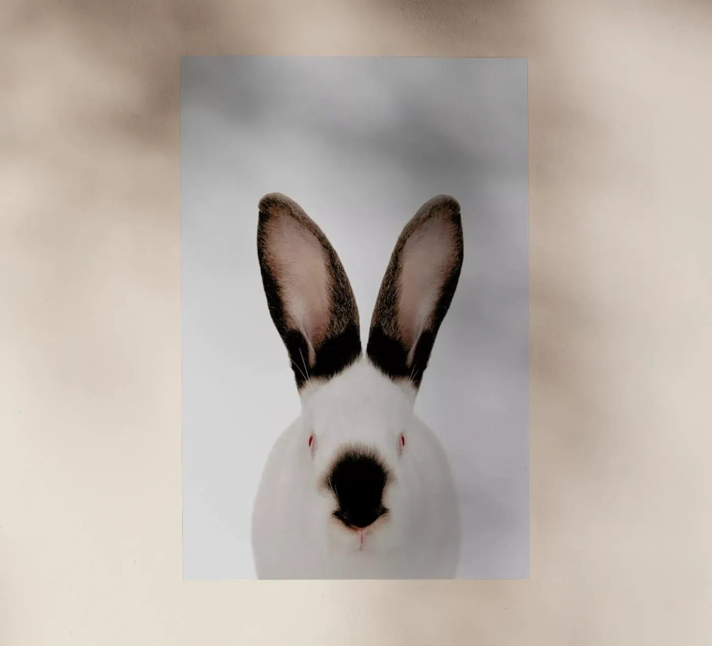 Rabbit backlit folie van Paws & Claws
