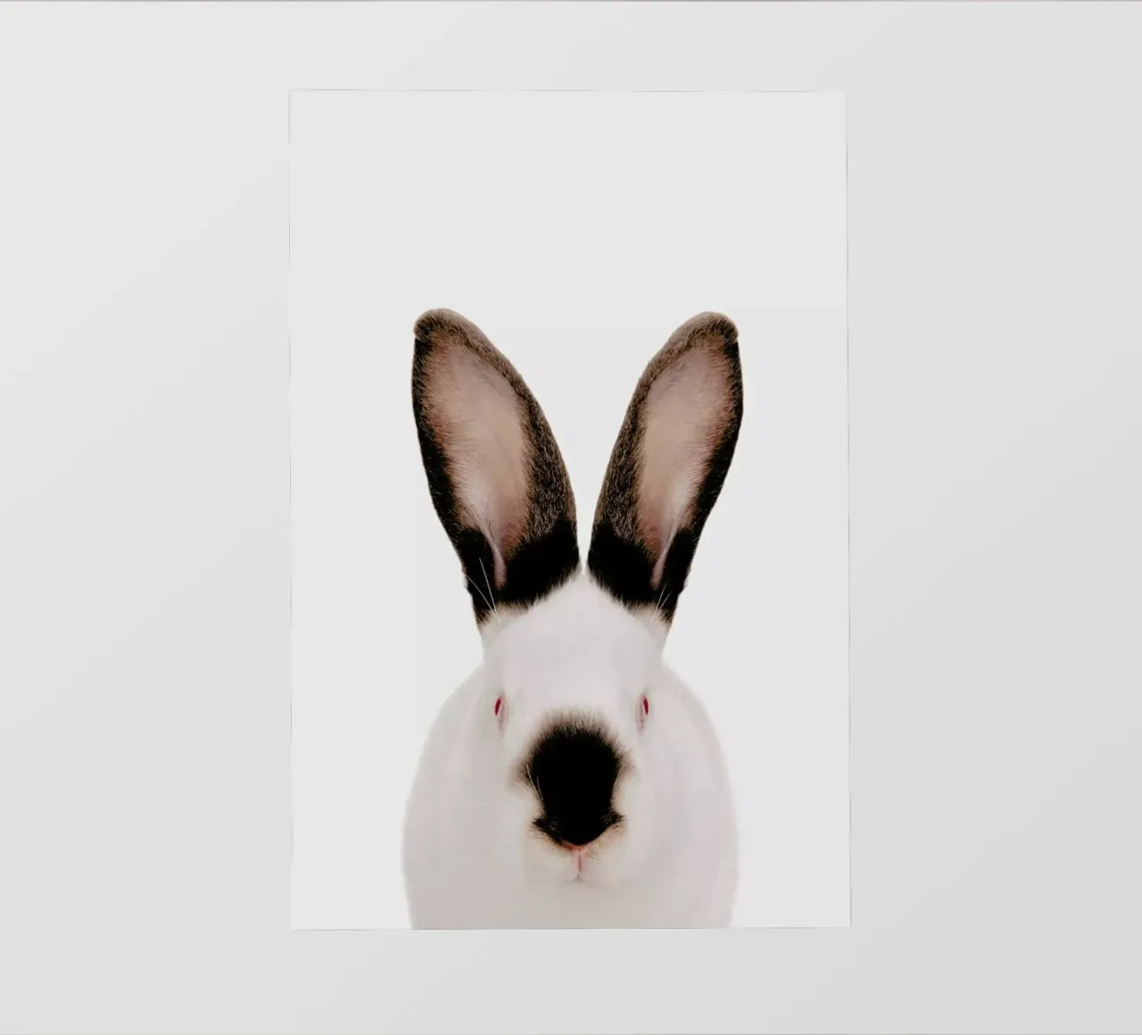 Rabbit pellicola backlit da Paws & Claws