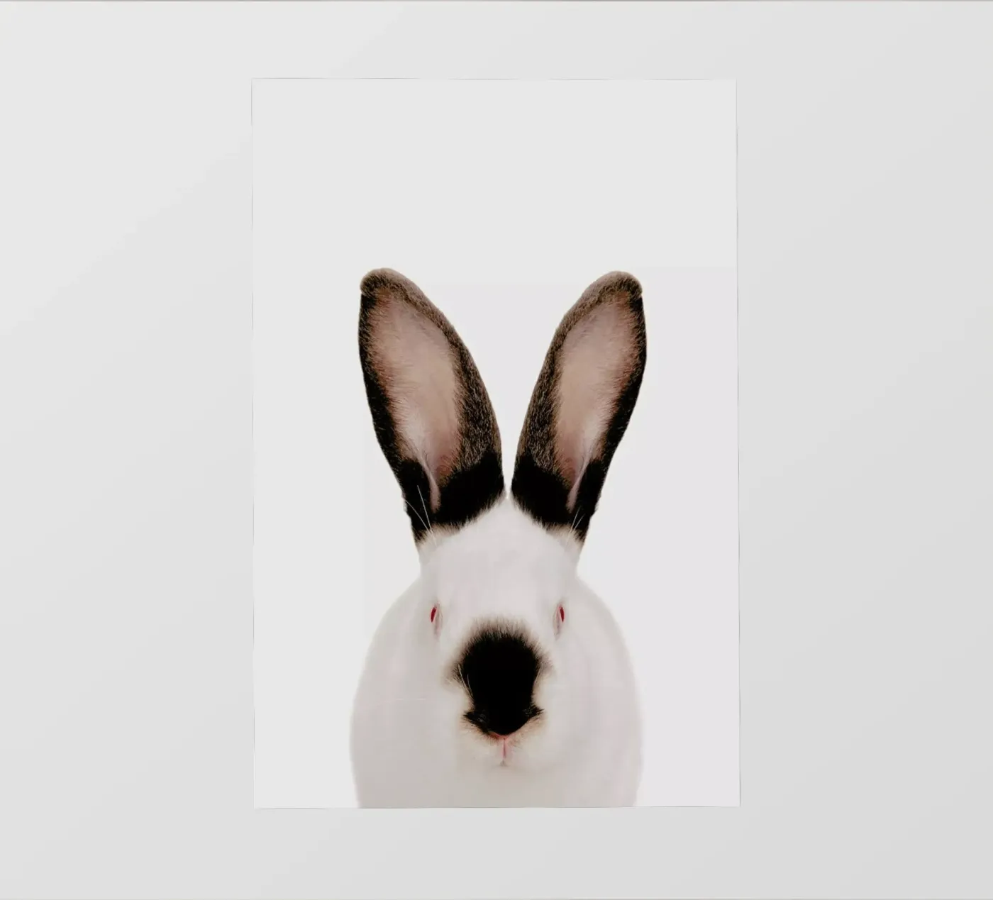 Rabbit backlit folie van Paws & Claws