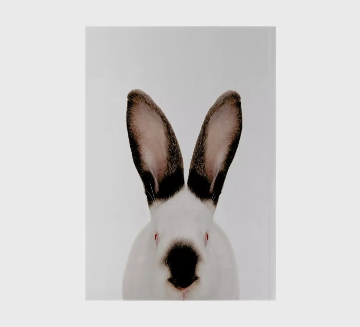 Rabbit notebook by Paws & Claws